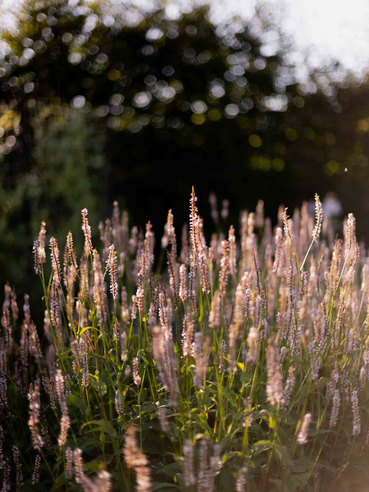 PERSICARIA - 'Alba' - PLANTS
