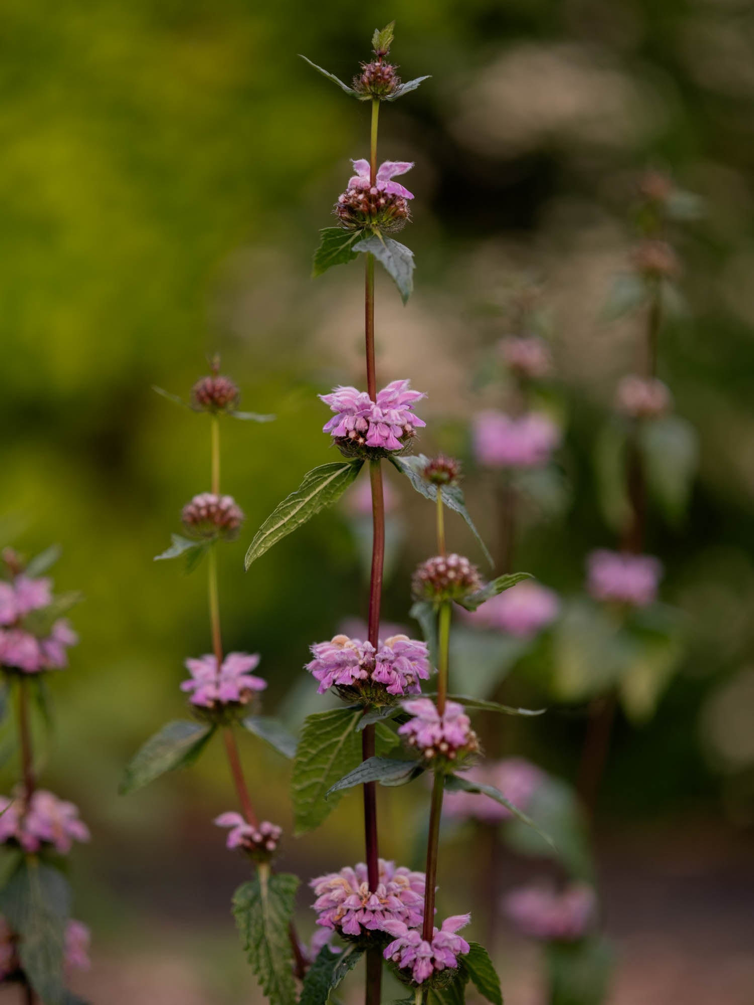 PHLOMIS tuberosa - PLANTS