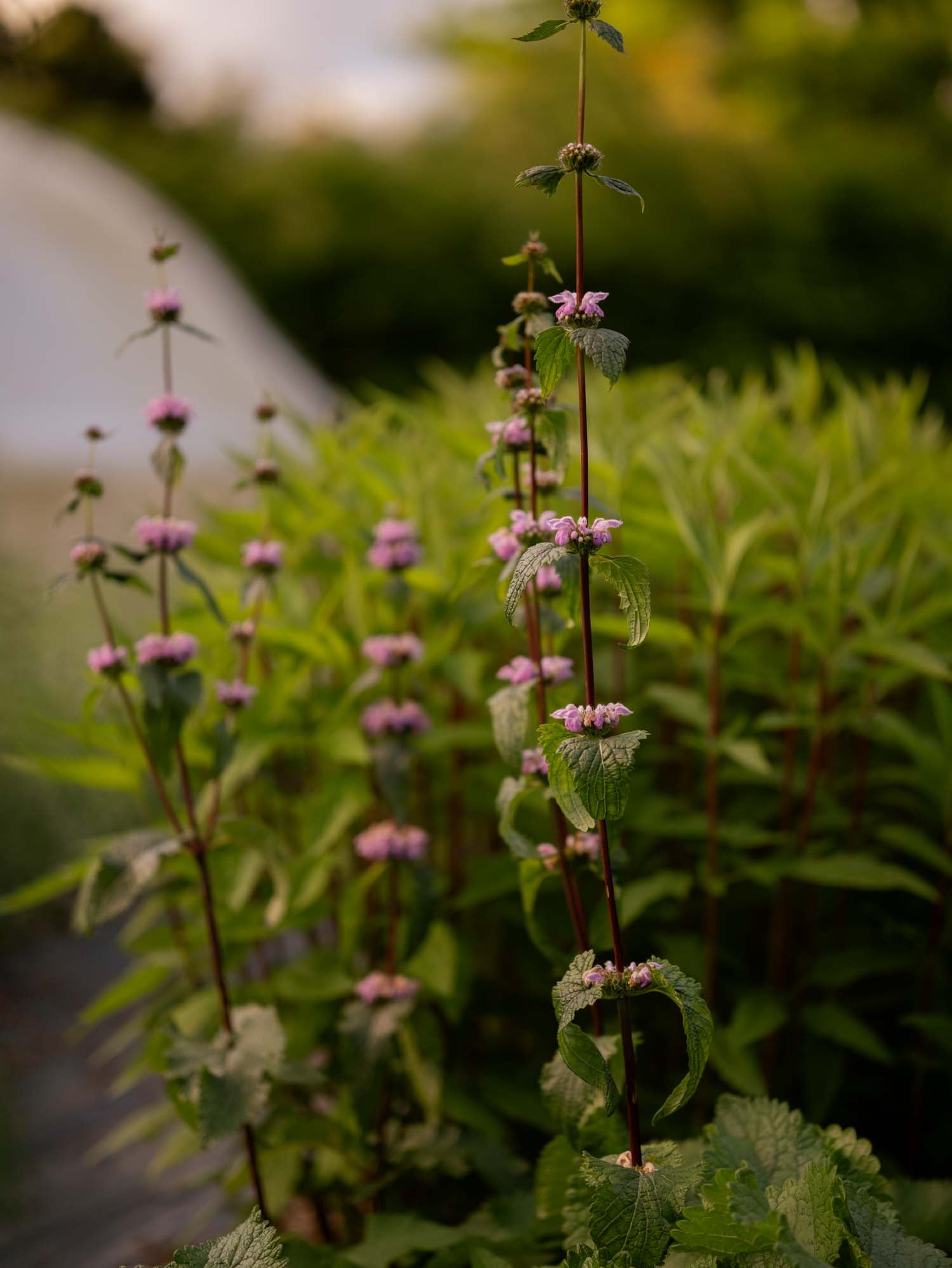 PHLOMIS tuberosa - PLANTS