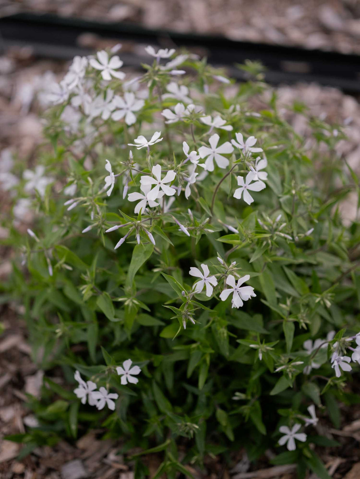 PHLOX divaricata - Dirigo Ice - PLANTS