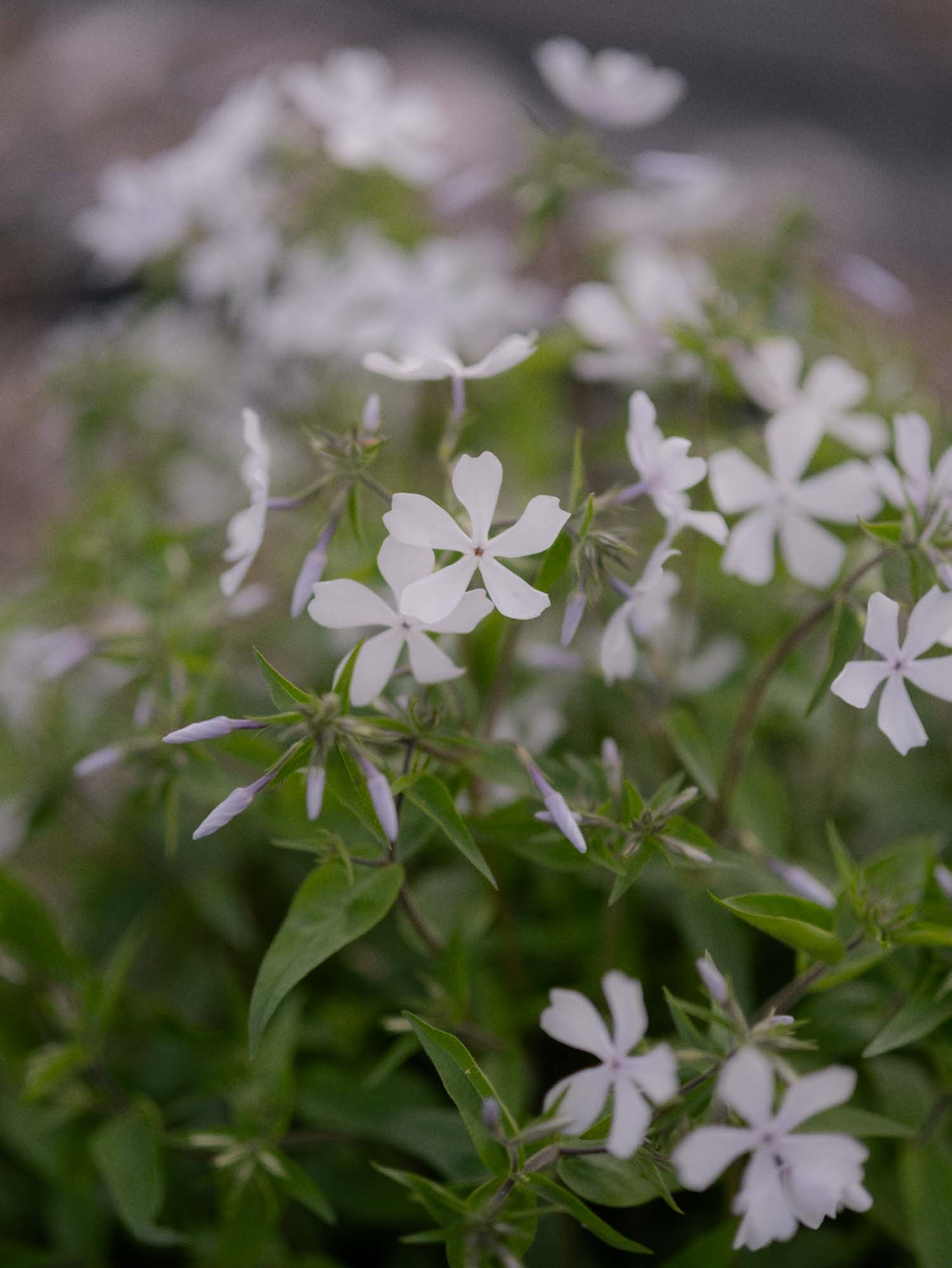 PHLOX divaricata - Dirigo Ice - PLANTS