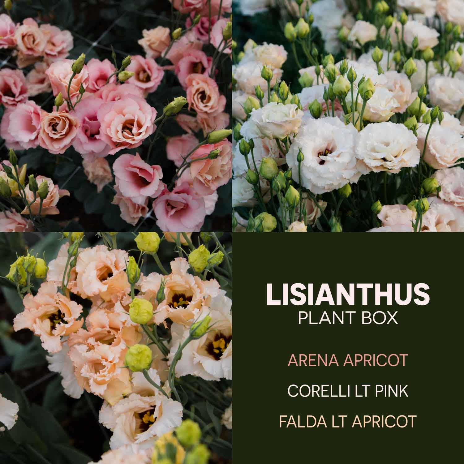 LISIANTHUS - 10 PLANT Box Special