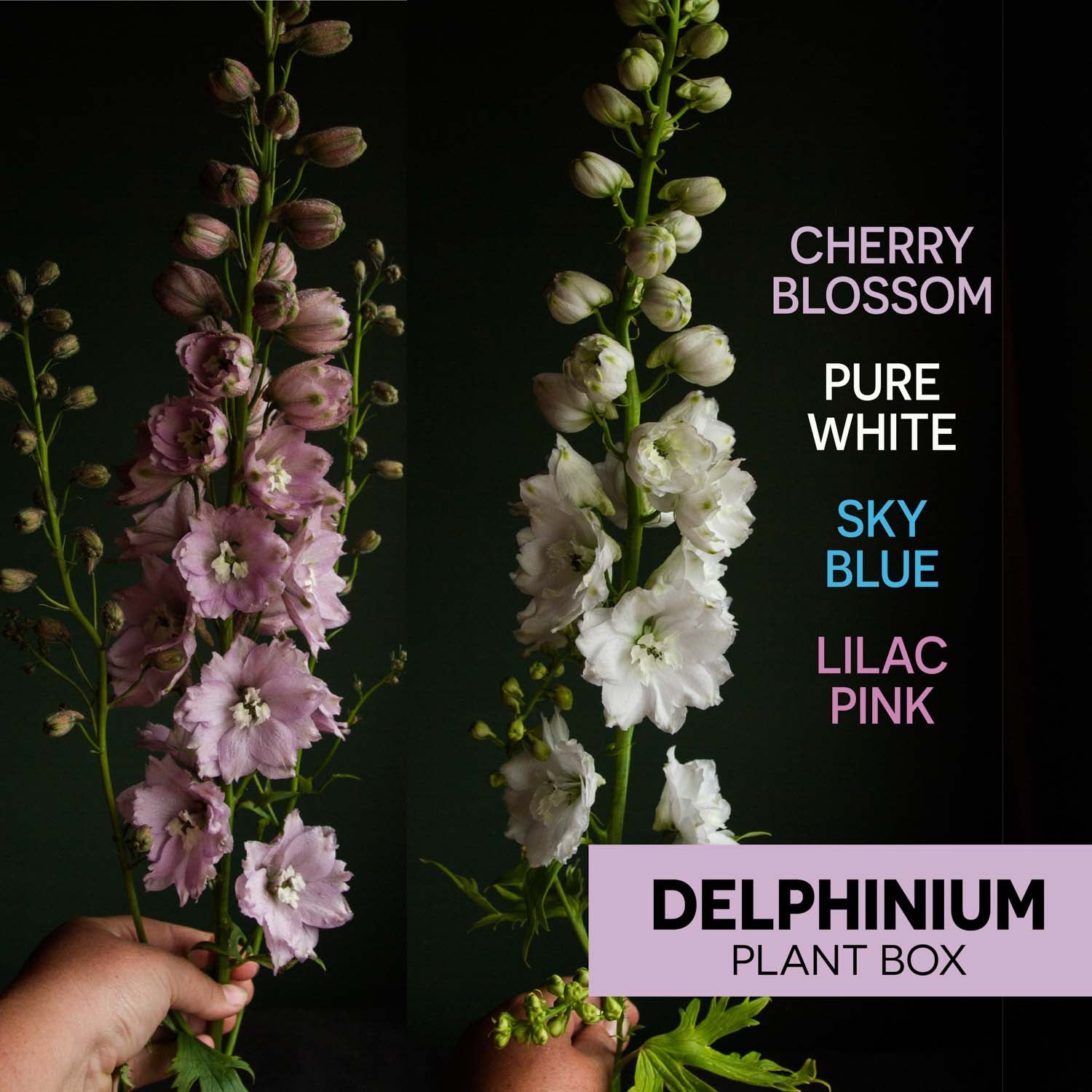 DELPHINIUM - 10 PLANT Box Special