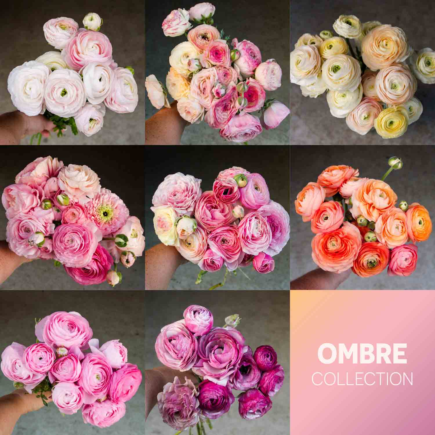 RANUNC Plant Collection - OMBRE