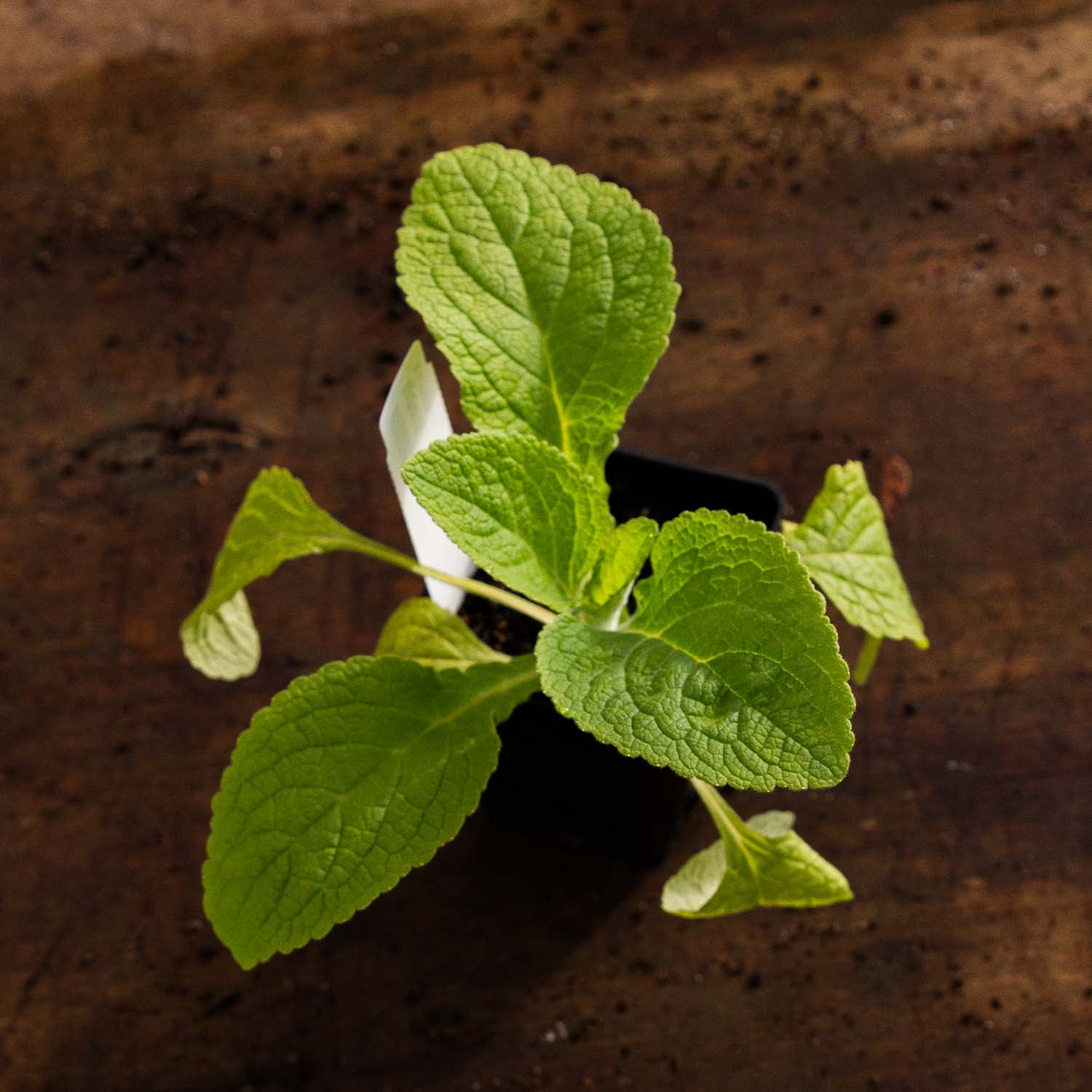 FOXGLOVE - Dalmatian Peach - PLANTS