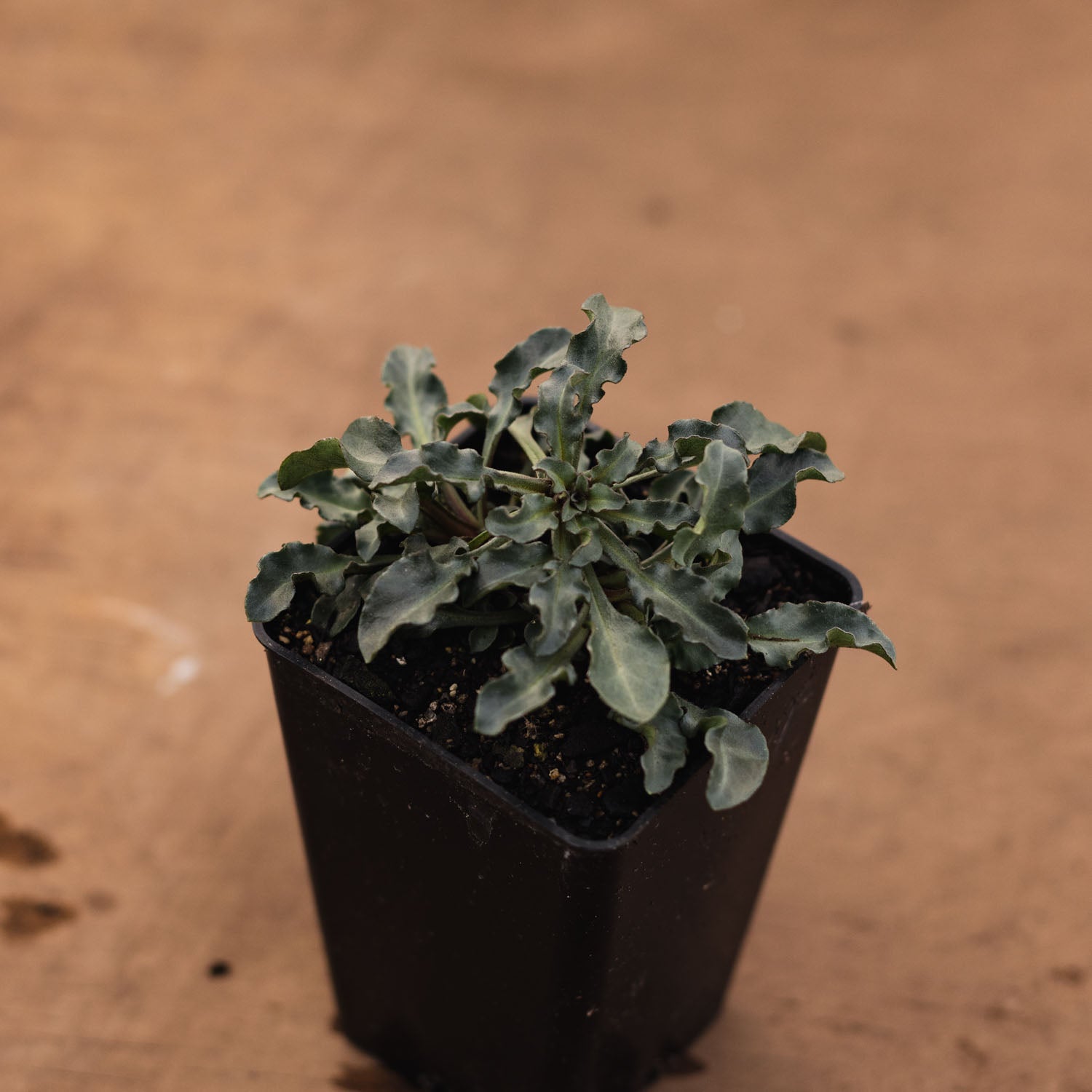 LYSIMACHIA - Beaujolais - PLANTS