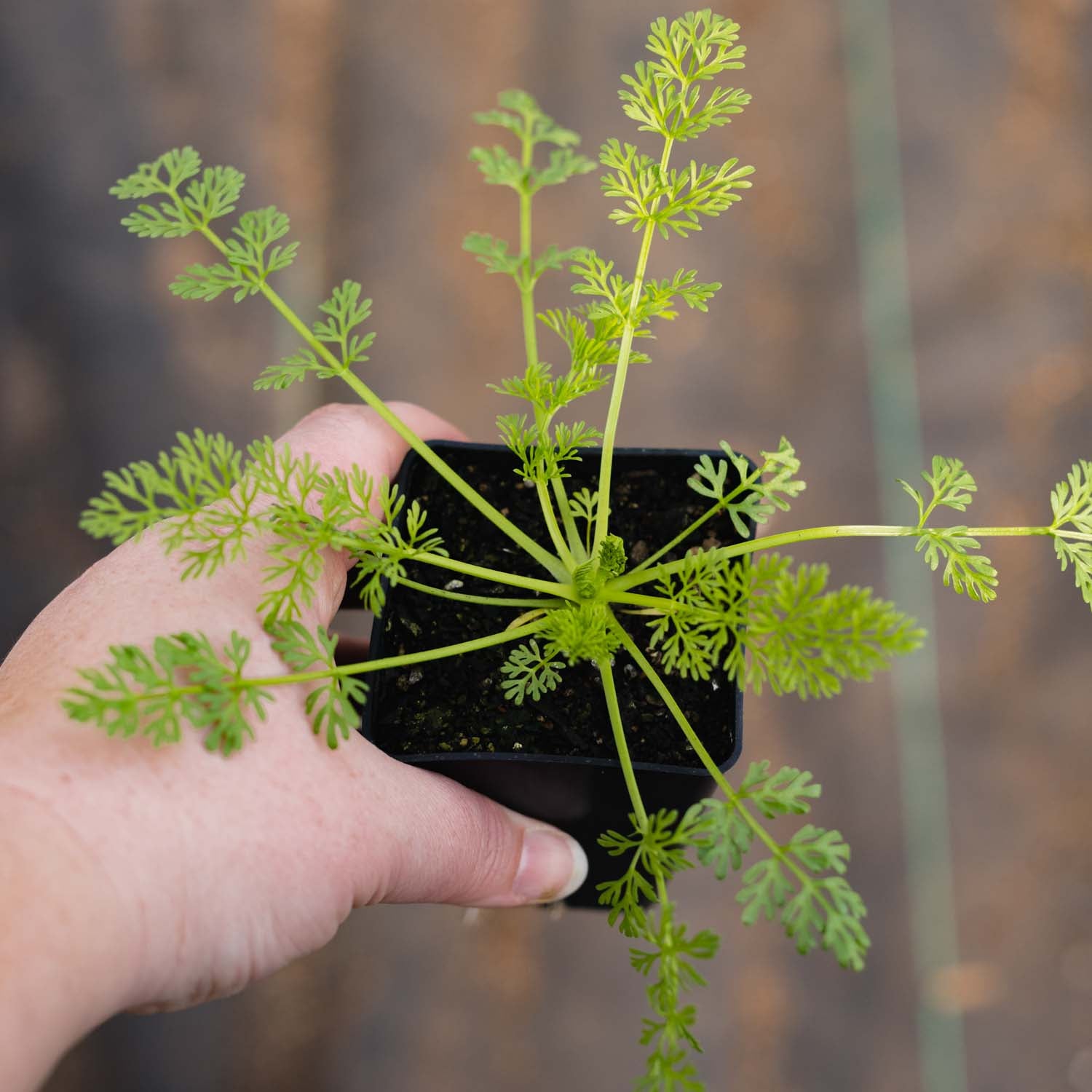 AMMI - Green Mist - PLANTS