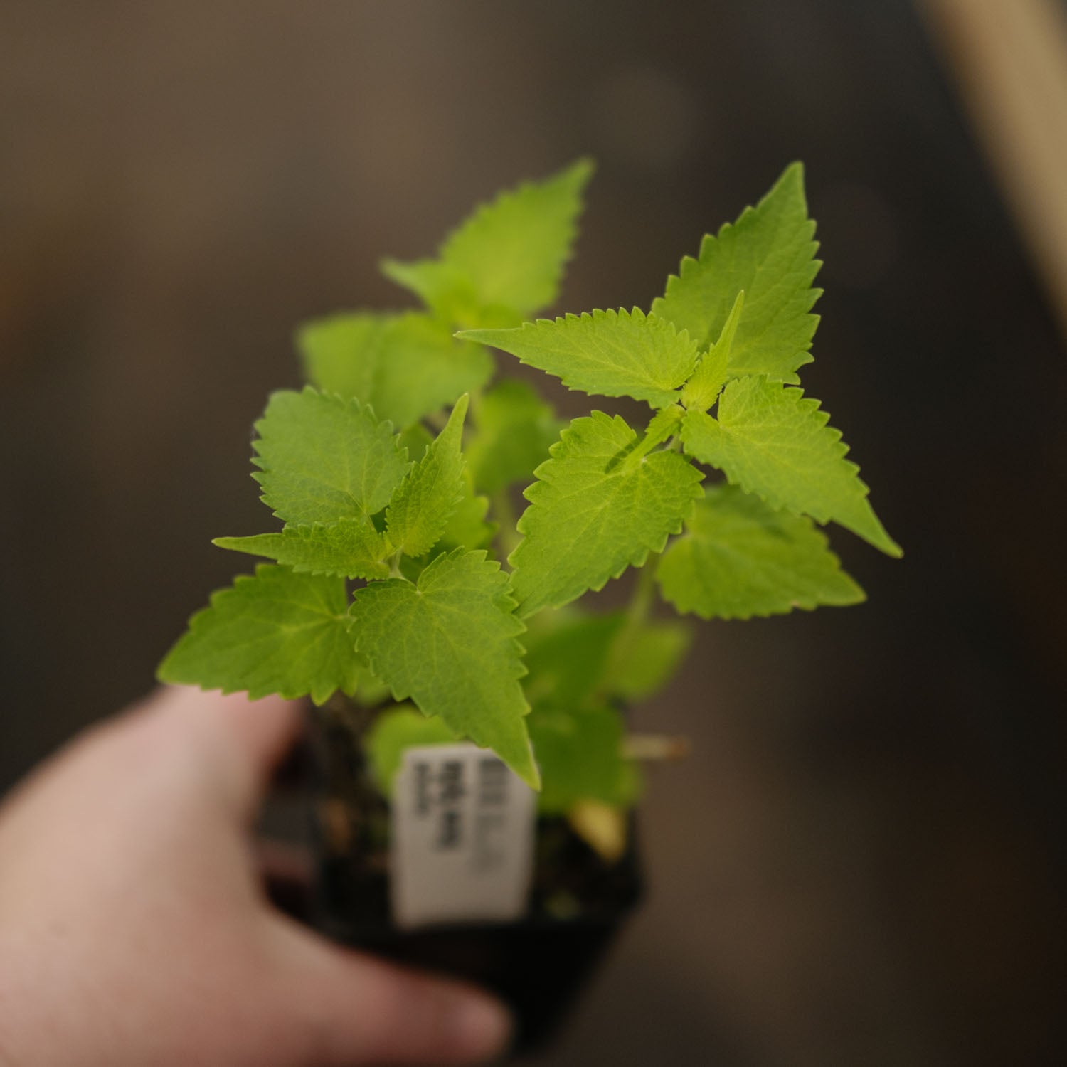 AGASTACHE - Snow Spike - PLANTS