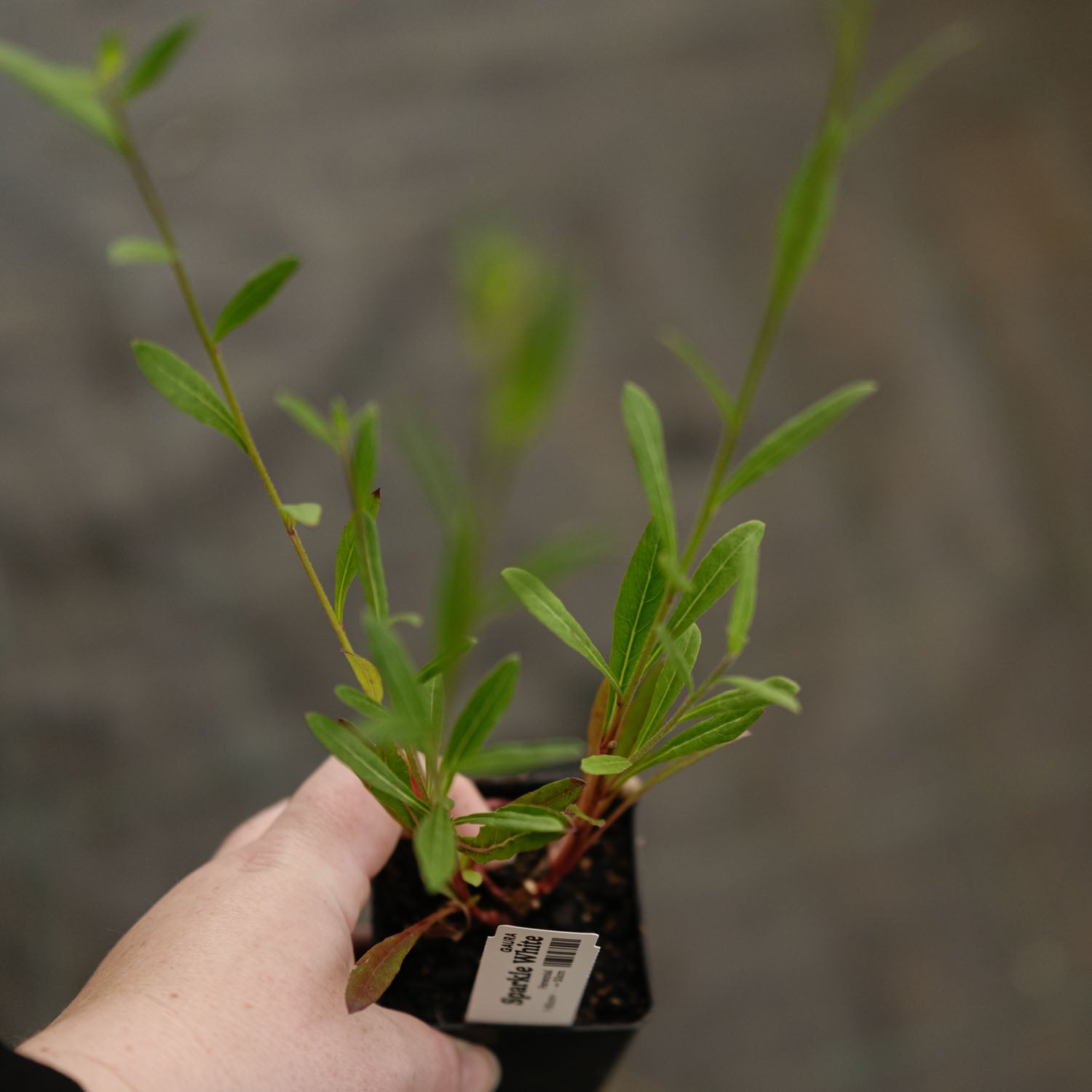 GAURA - Sparkle White - PLANTS