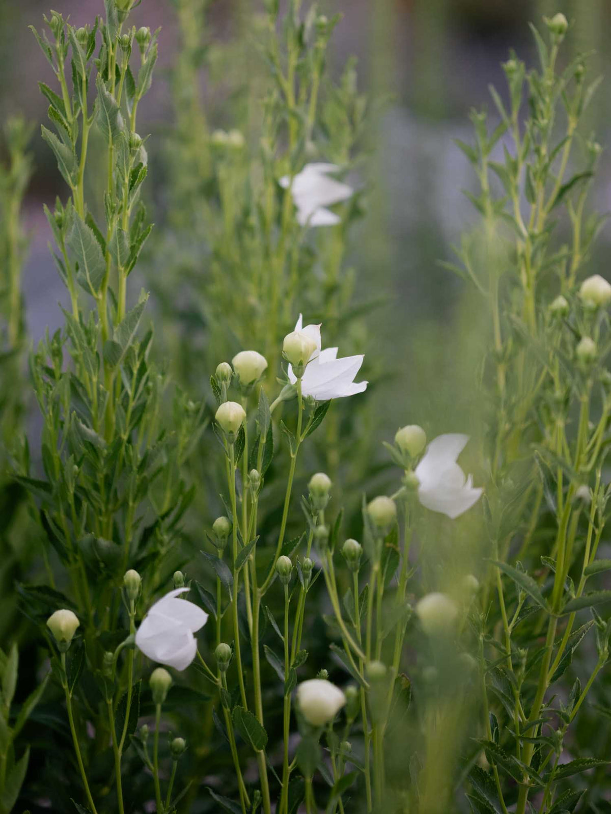 PLATYCODON - Florist White - PLANTS