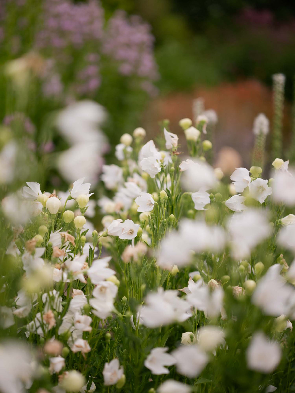 PLATYCODON - Florist White - PLANTS