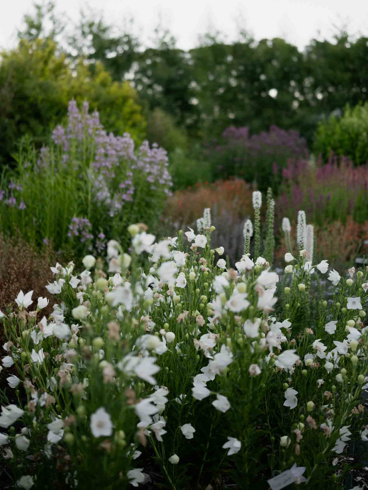 PLATYCODON - Florist White - PLANTS