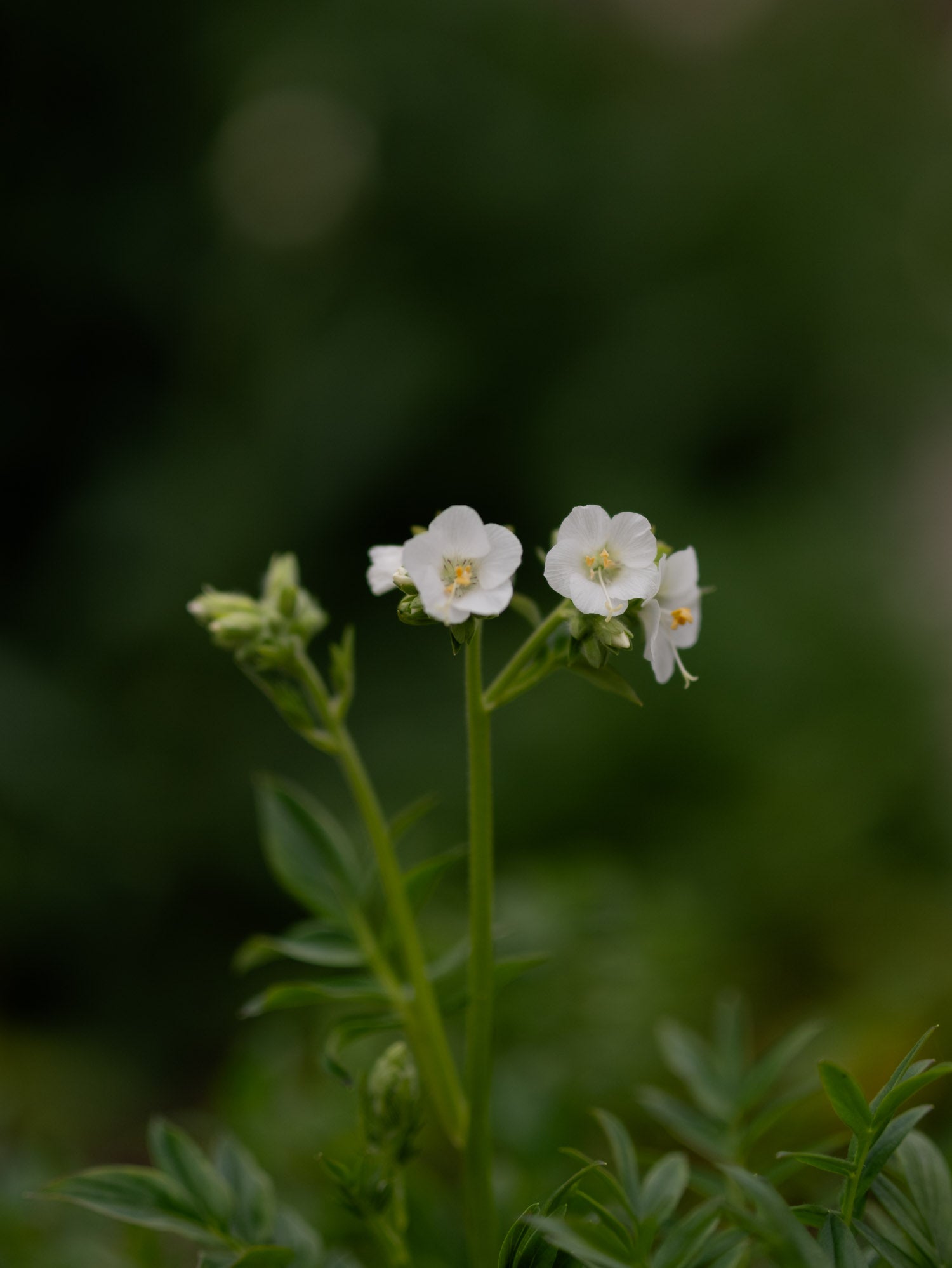POLEMONIUM - Alba - PLANTS