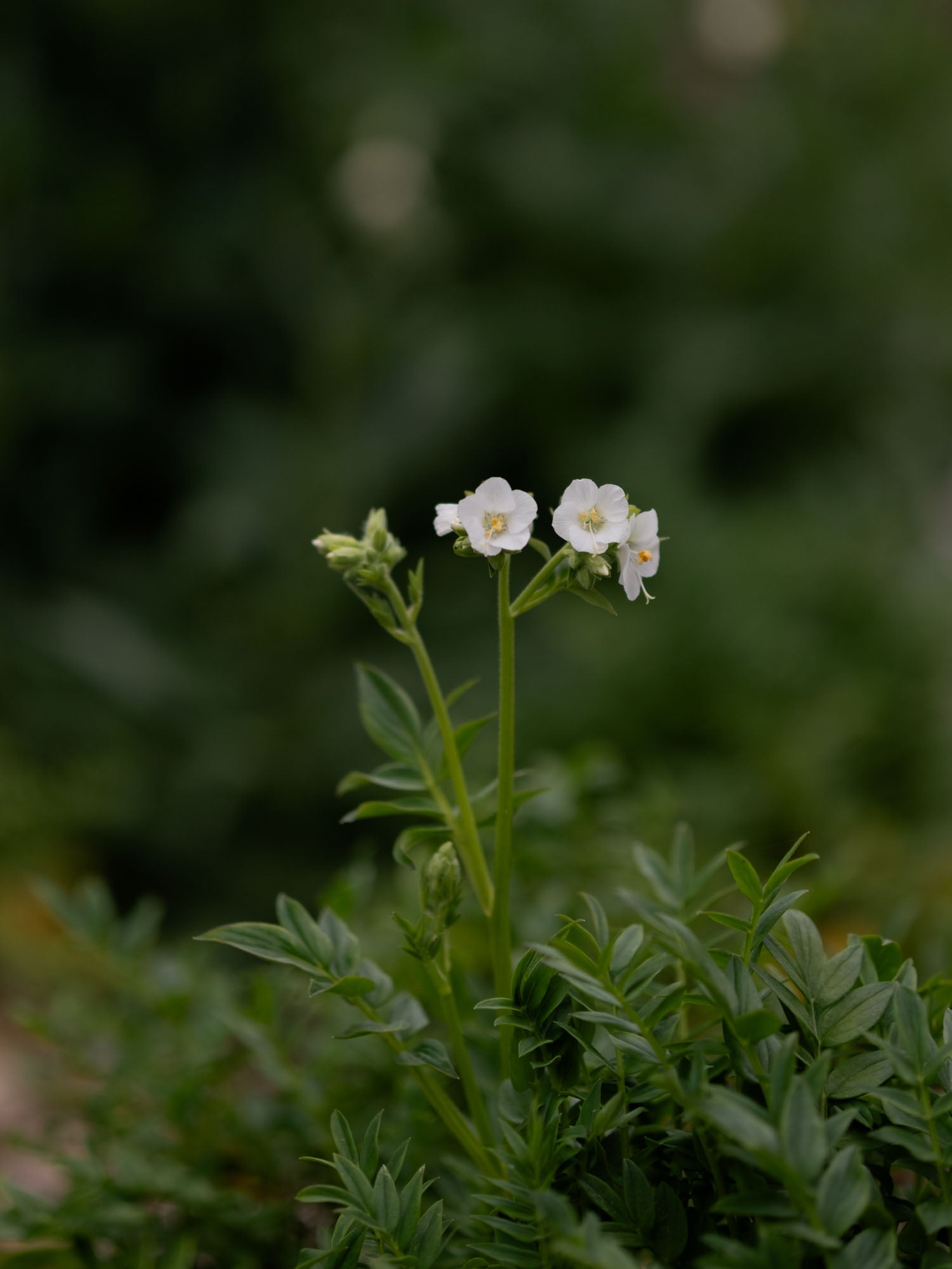 POLEMONIUM - Alba - PLANTS
