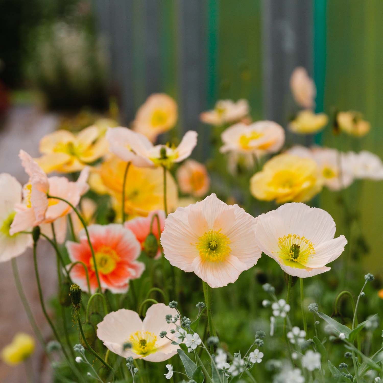 Poppy - Pastel Meadows