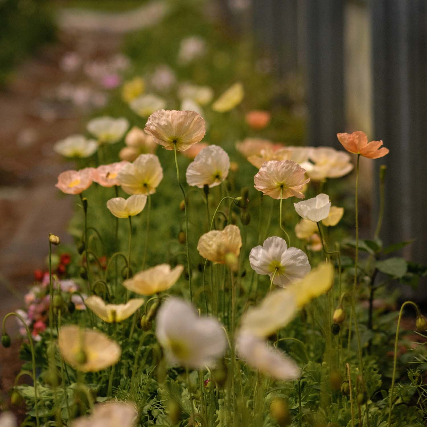 Poppy - Pastel Meadows