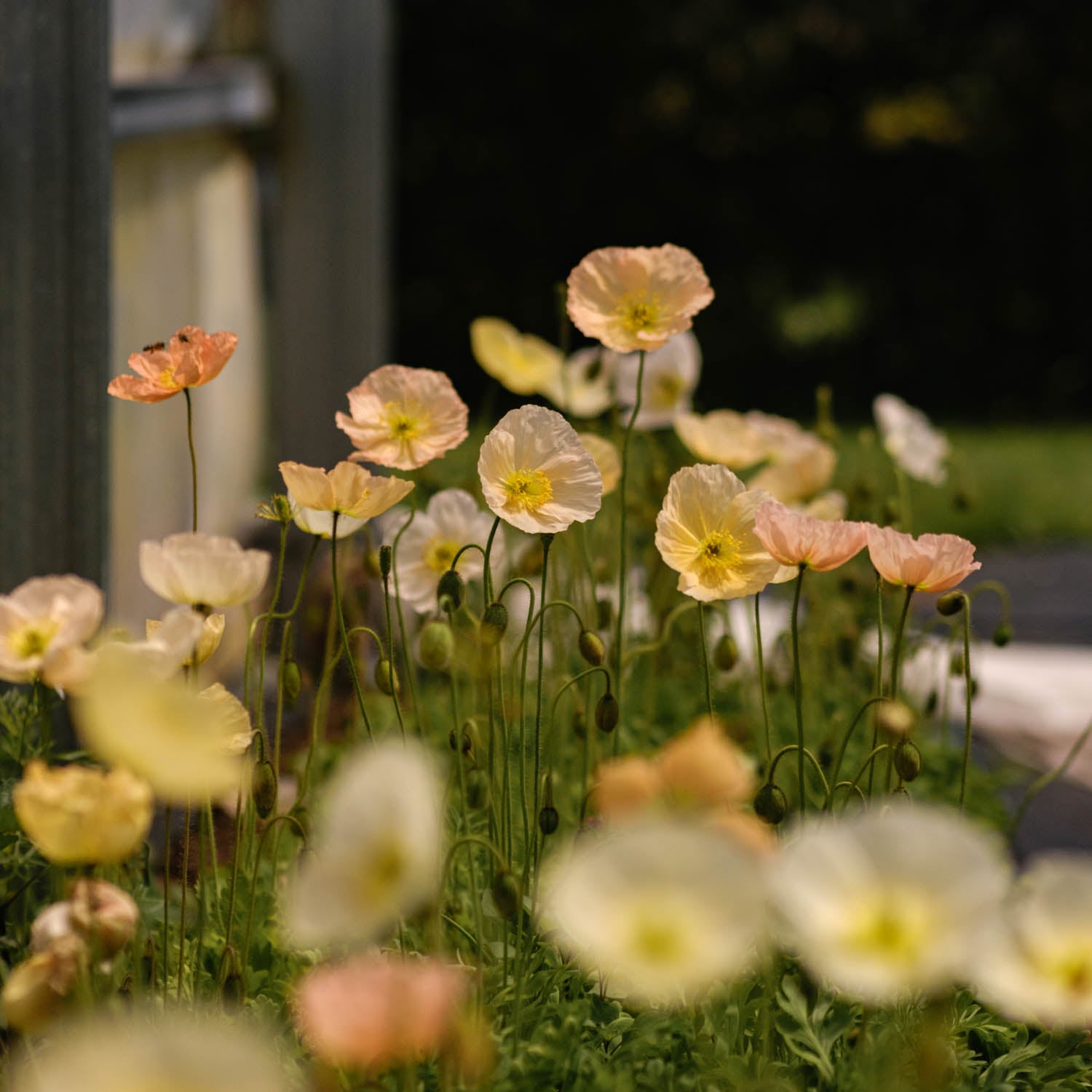 Poppy - Pastel Meadows