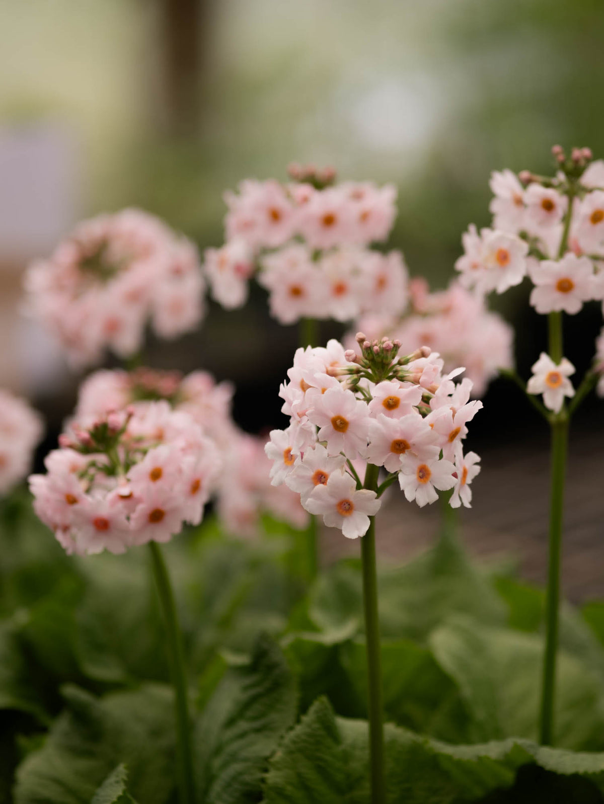 PRIMULA - Appleblossom - PLANTS