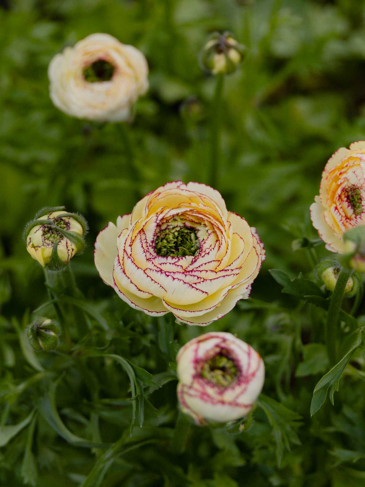 RANUNC - Amandine Tiger - PLANTS
