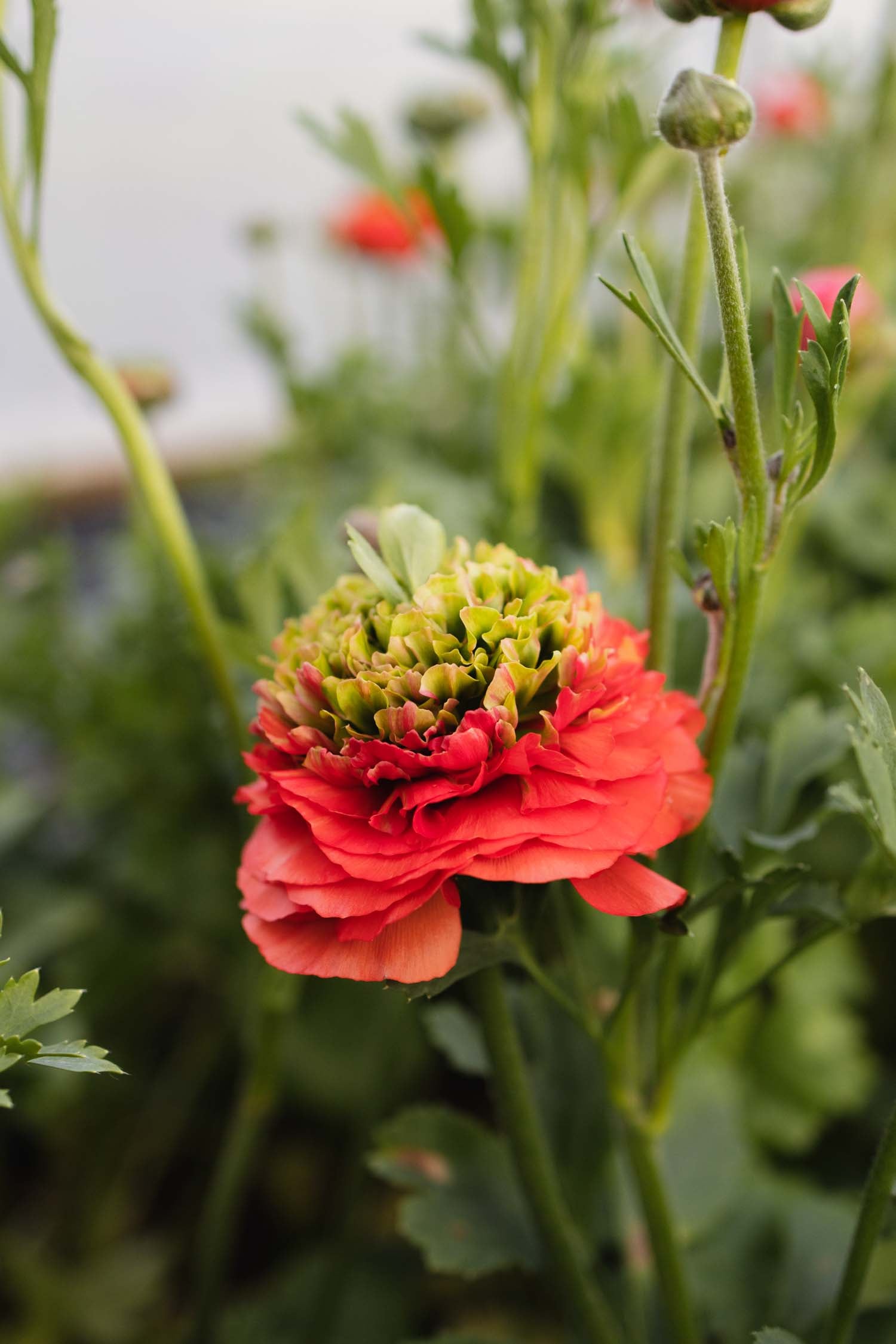 RANUNC - Reinette Deep Orange - PLANTS