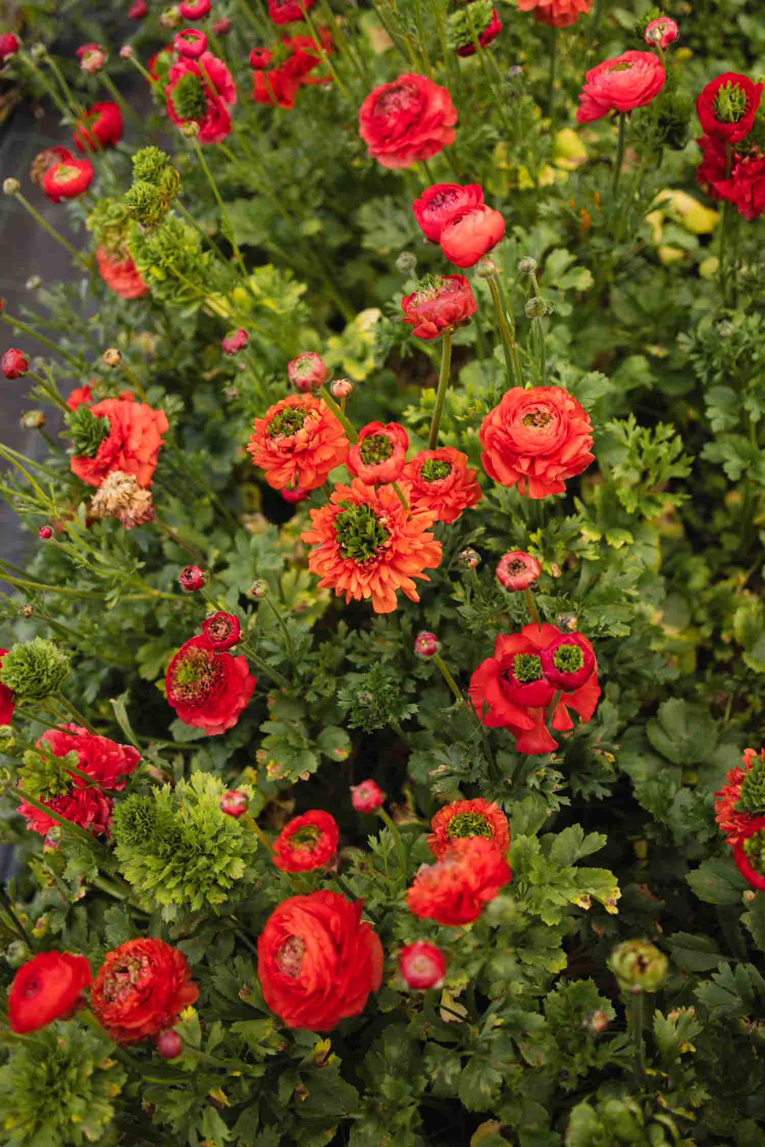 RANUNC - Reinette Deep Orange - PLANTS