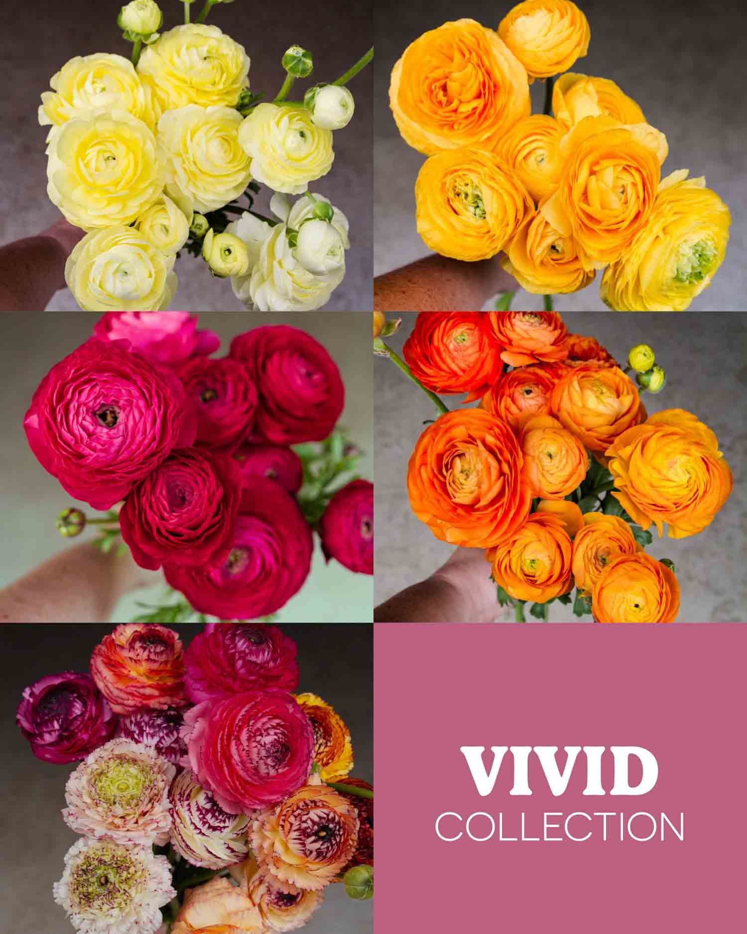 RANUNC Plant Collection - VIVID