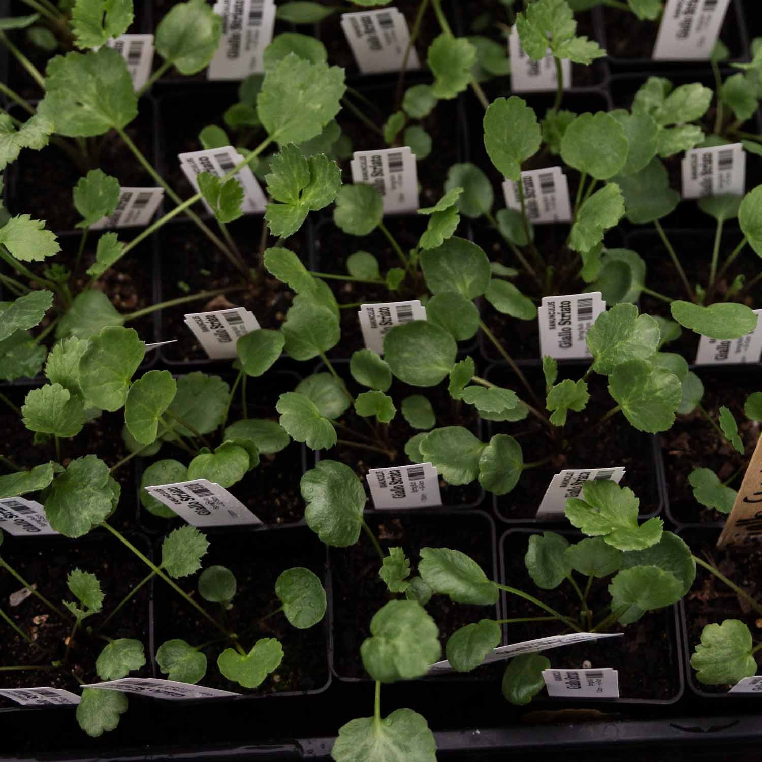 RANUNC - Giallo Striato - PLANTS