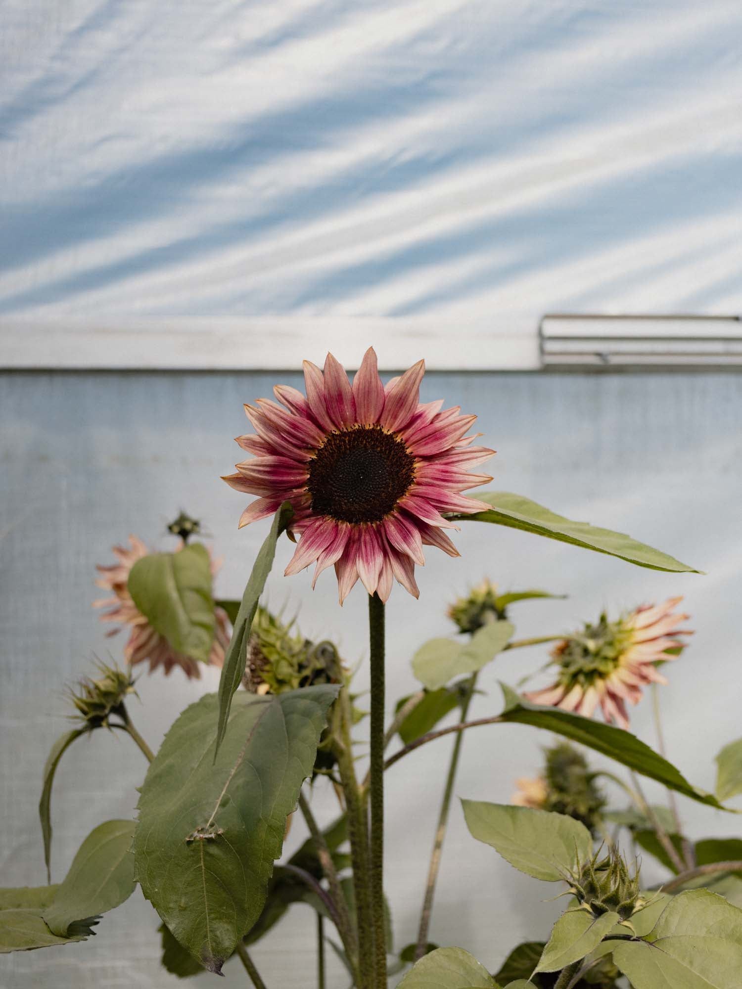 Sunflower - Ruby Eclipse