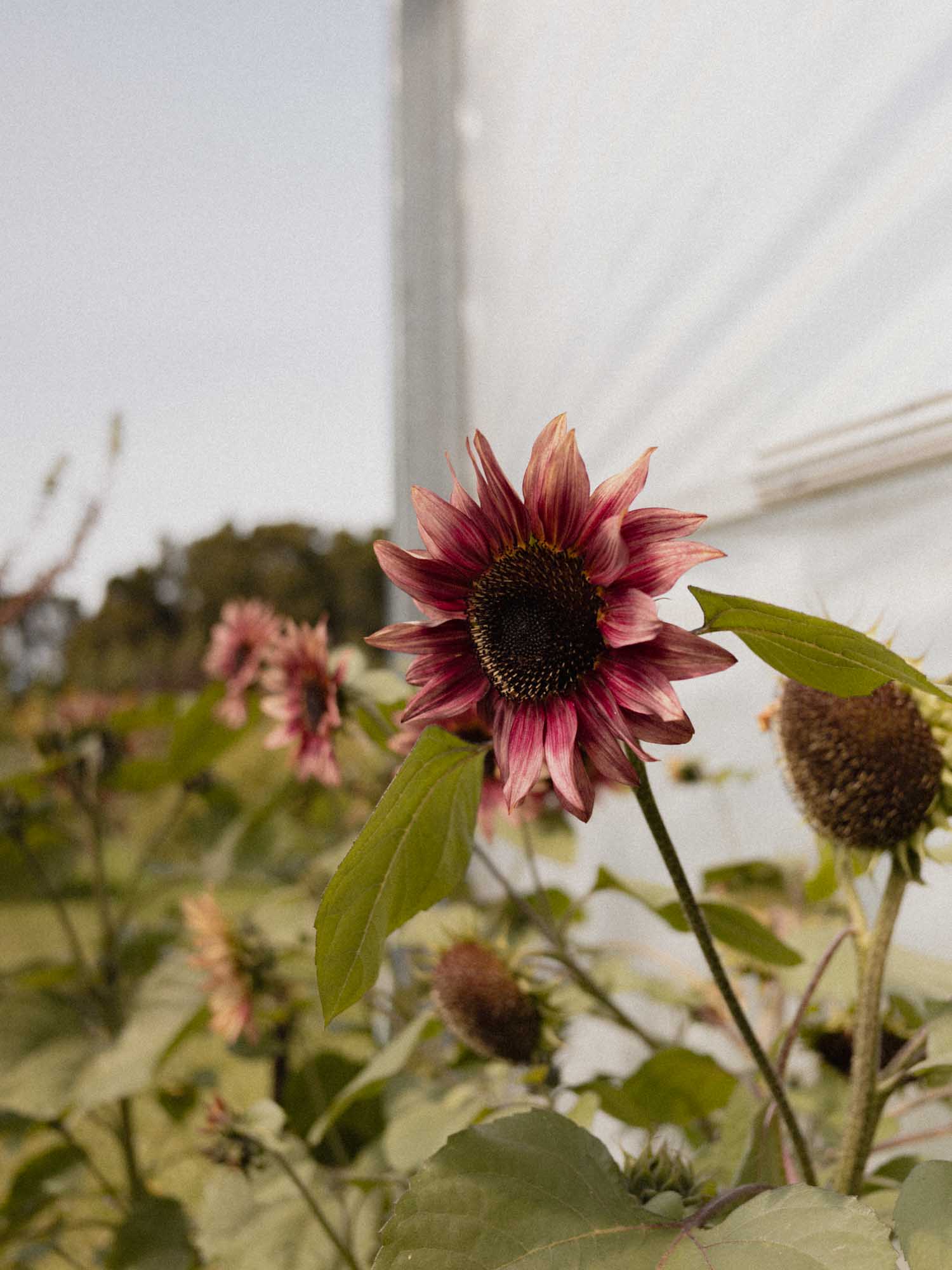 Sunflower - Ruby Eclipse