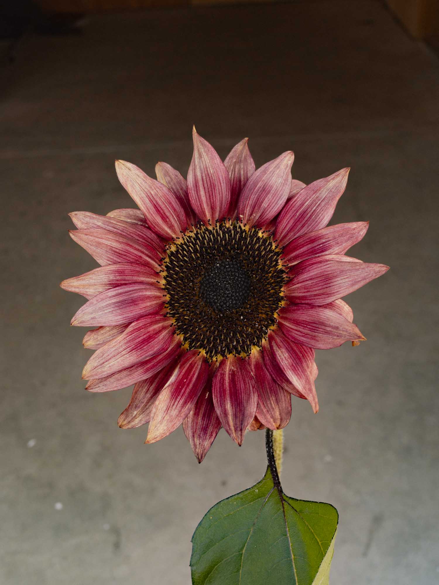 Sunflower - Ruby Eclipse