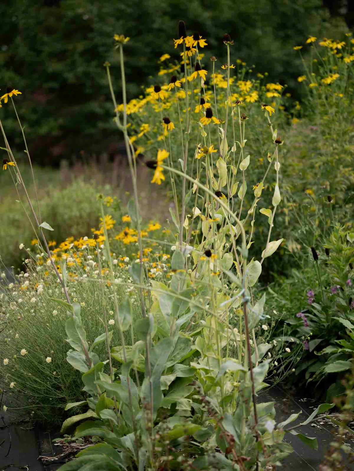 RUDBECKIA - Maxima - PLANTS