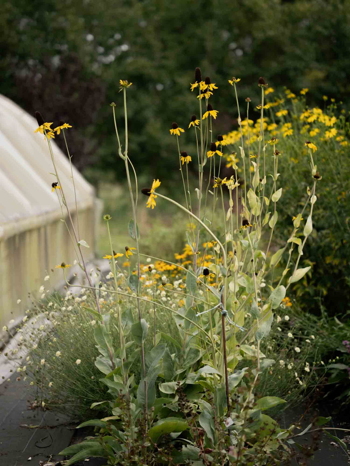 RUDBECKIA - Maxima - PLANTS