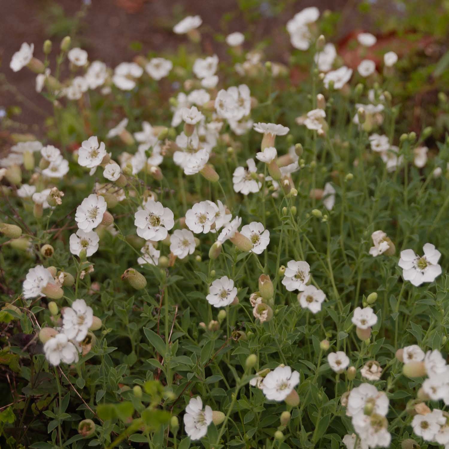 SILENE uniflora - PLANTS