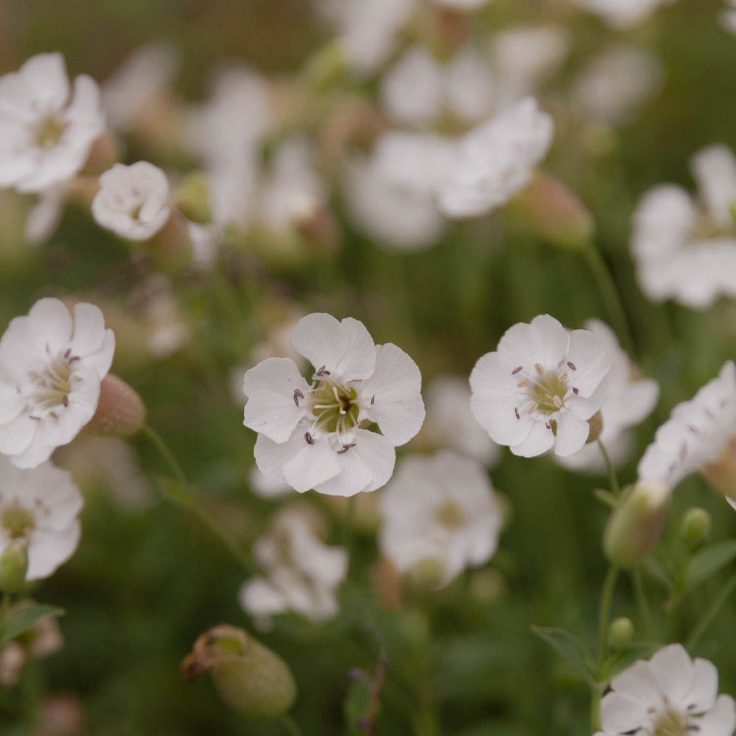 SILENE uniflora - PLANTS