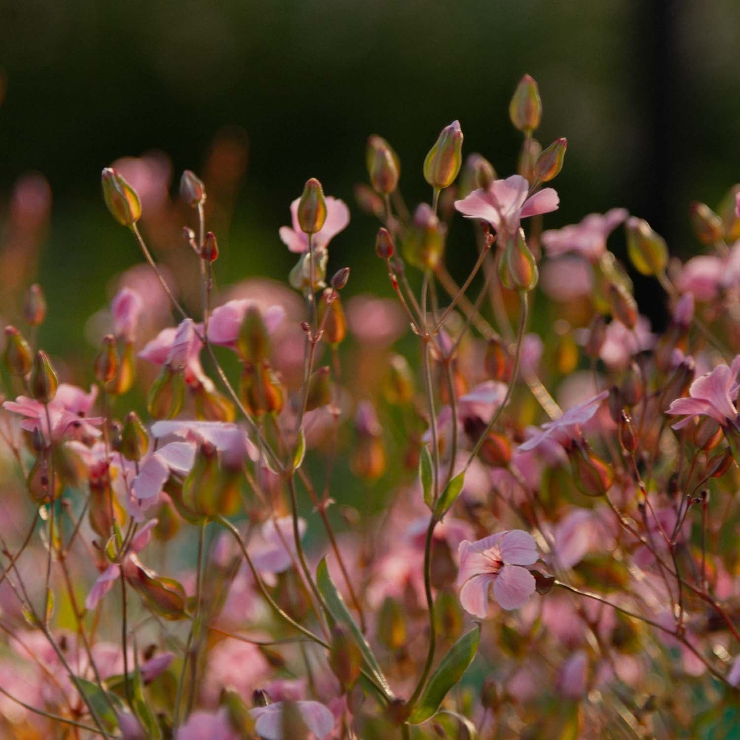 Saponaria - Pink Beauty