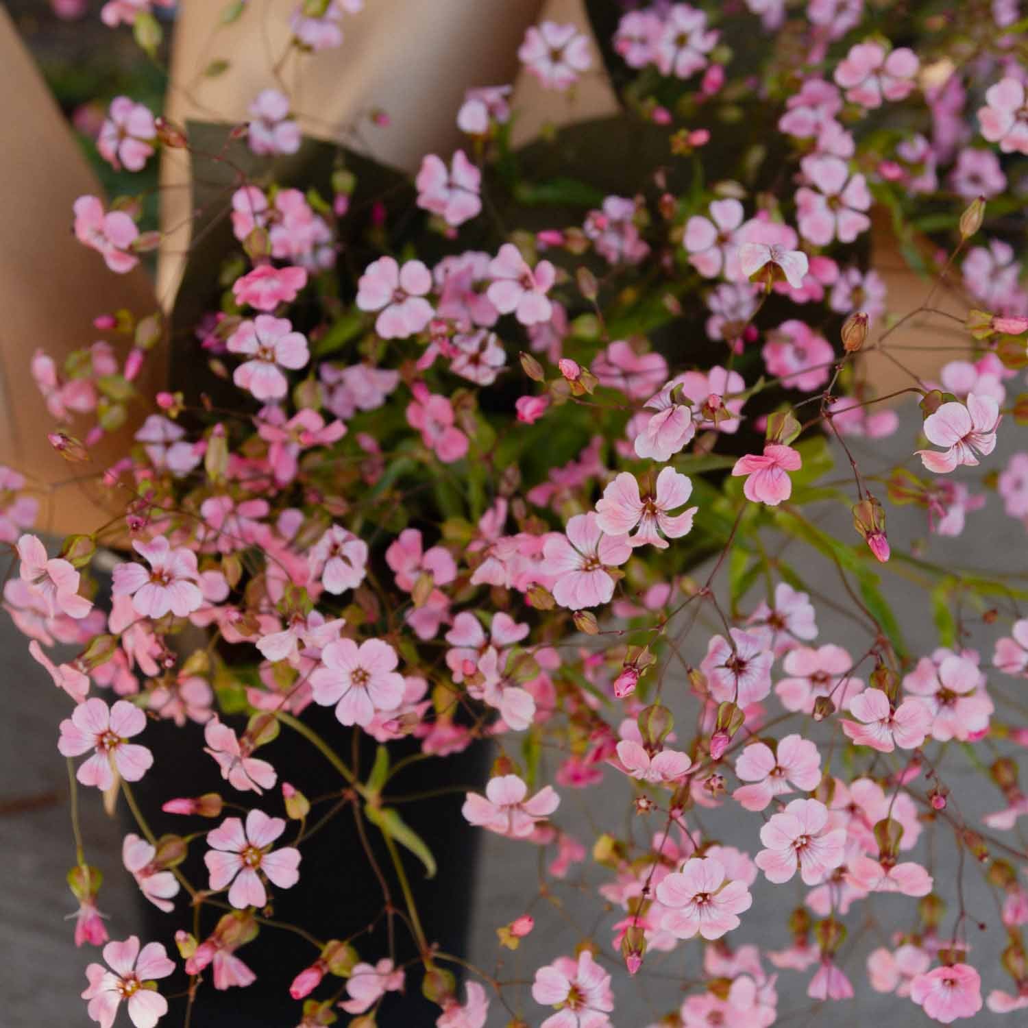 Saponaria - Pink Beauty