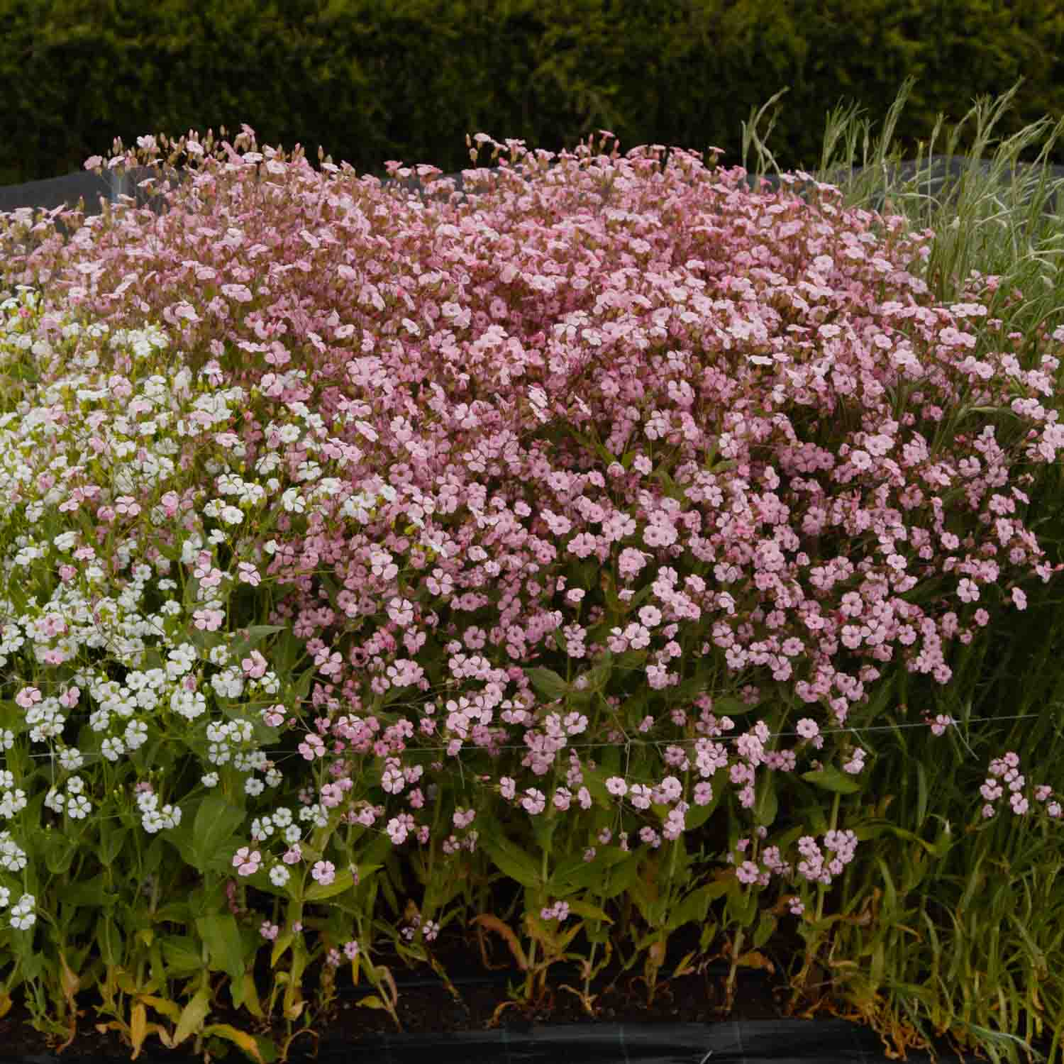 Saponaria - Pink Beauty