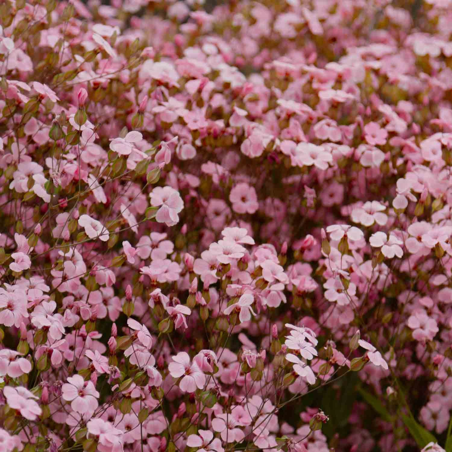 Saponaria - Pink Beauty