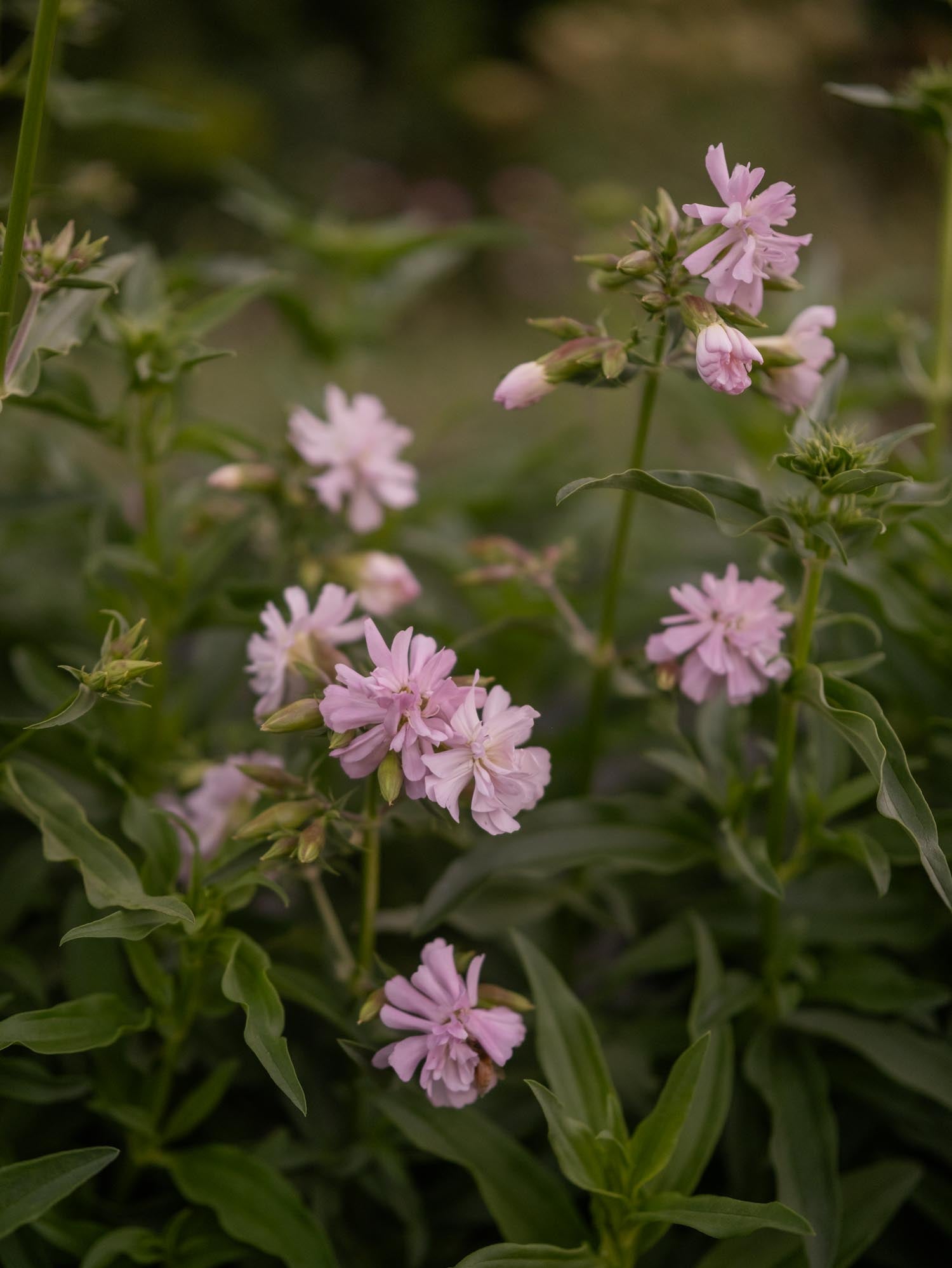SAPONARIA officinalis - Flore Pleno - PLANTS