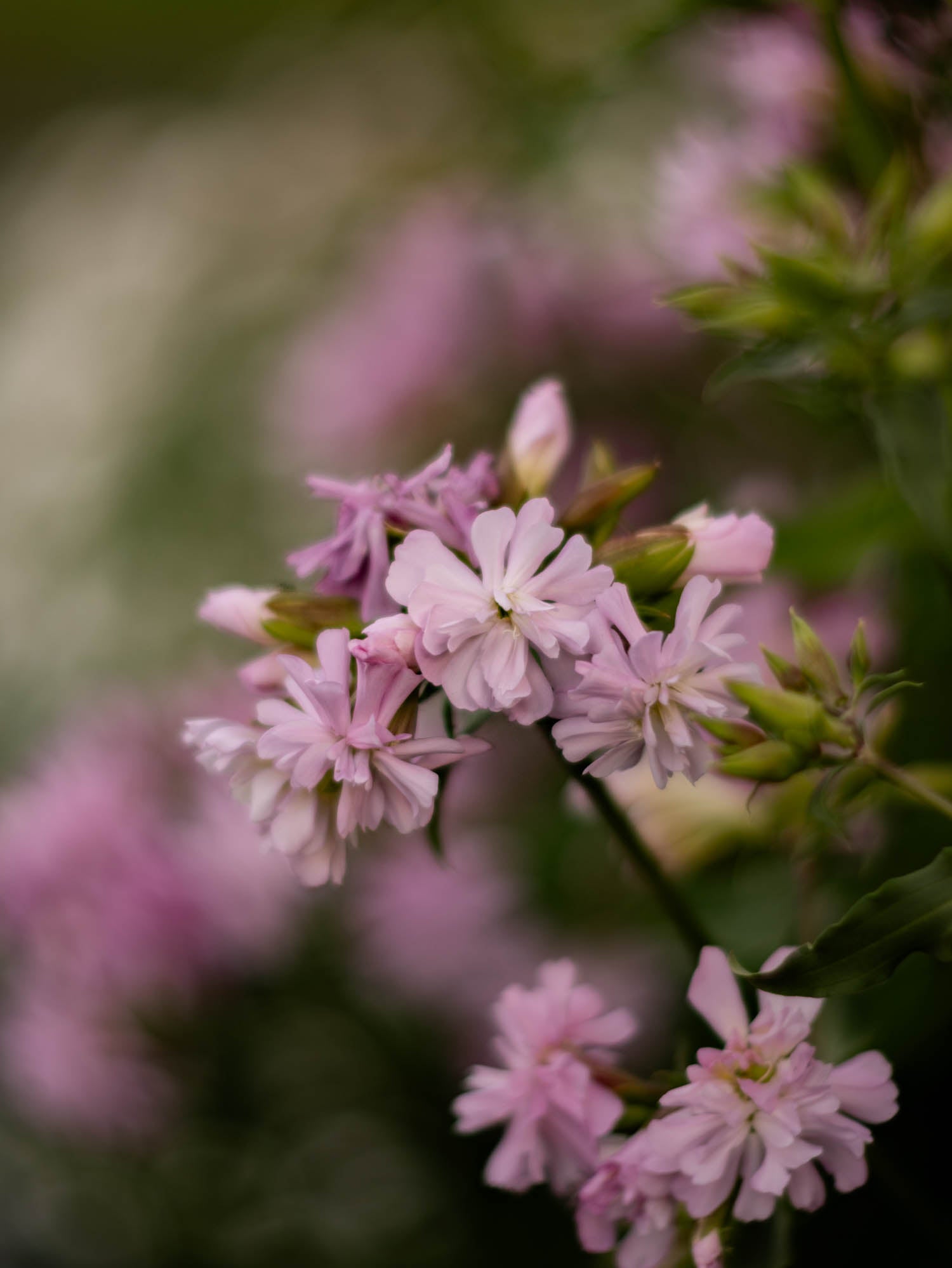 SAPONARIA officinalis - Flore Pleno - PLANTS