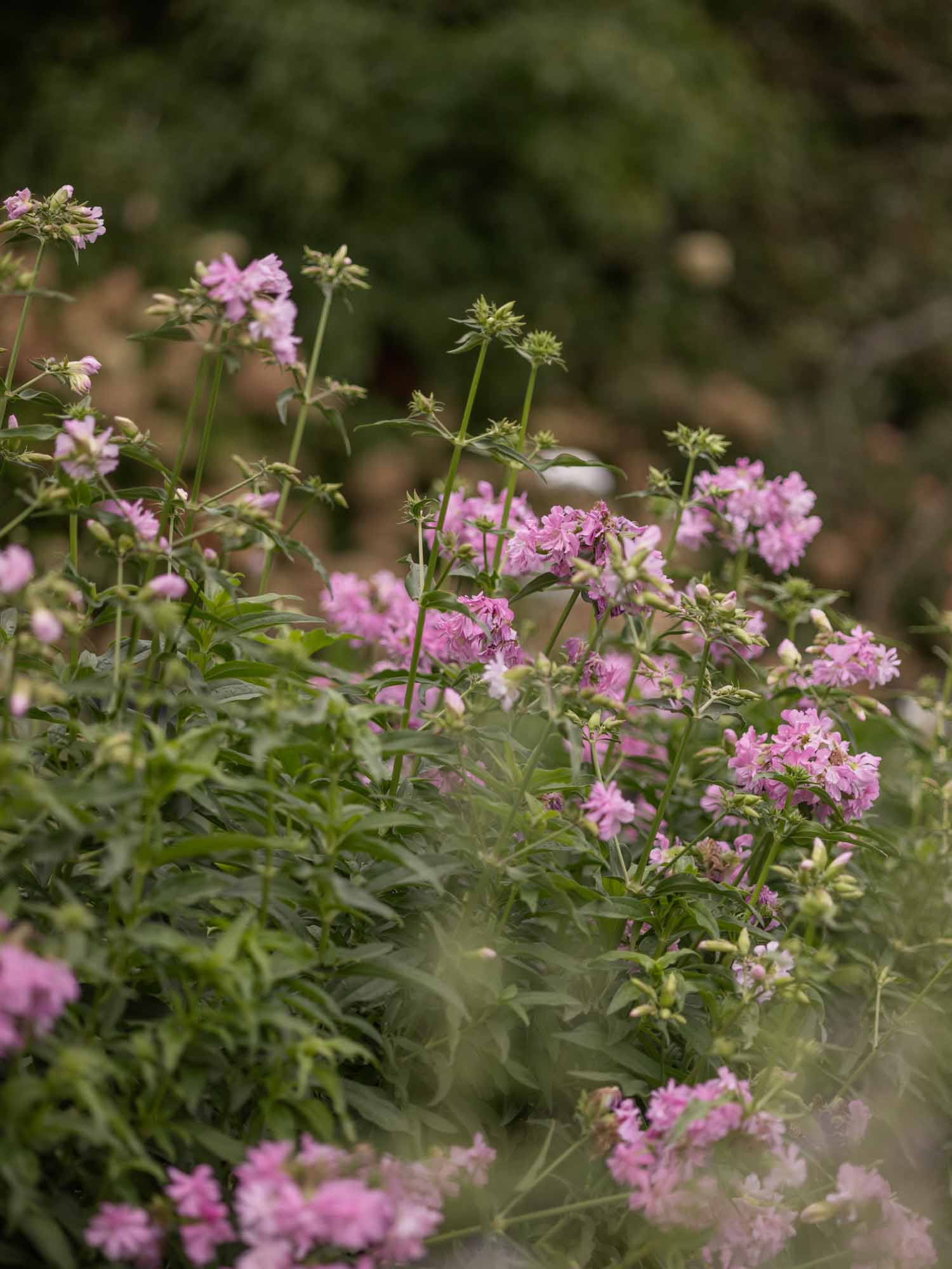 SAPONARIA officinalis - Flore Pleno - PLANTS