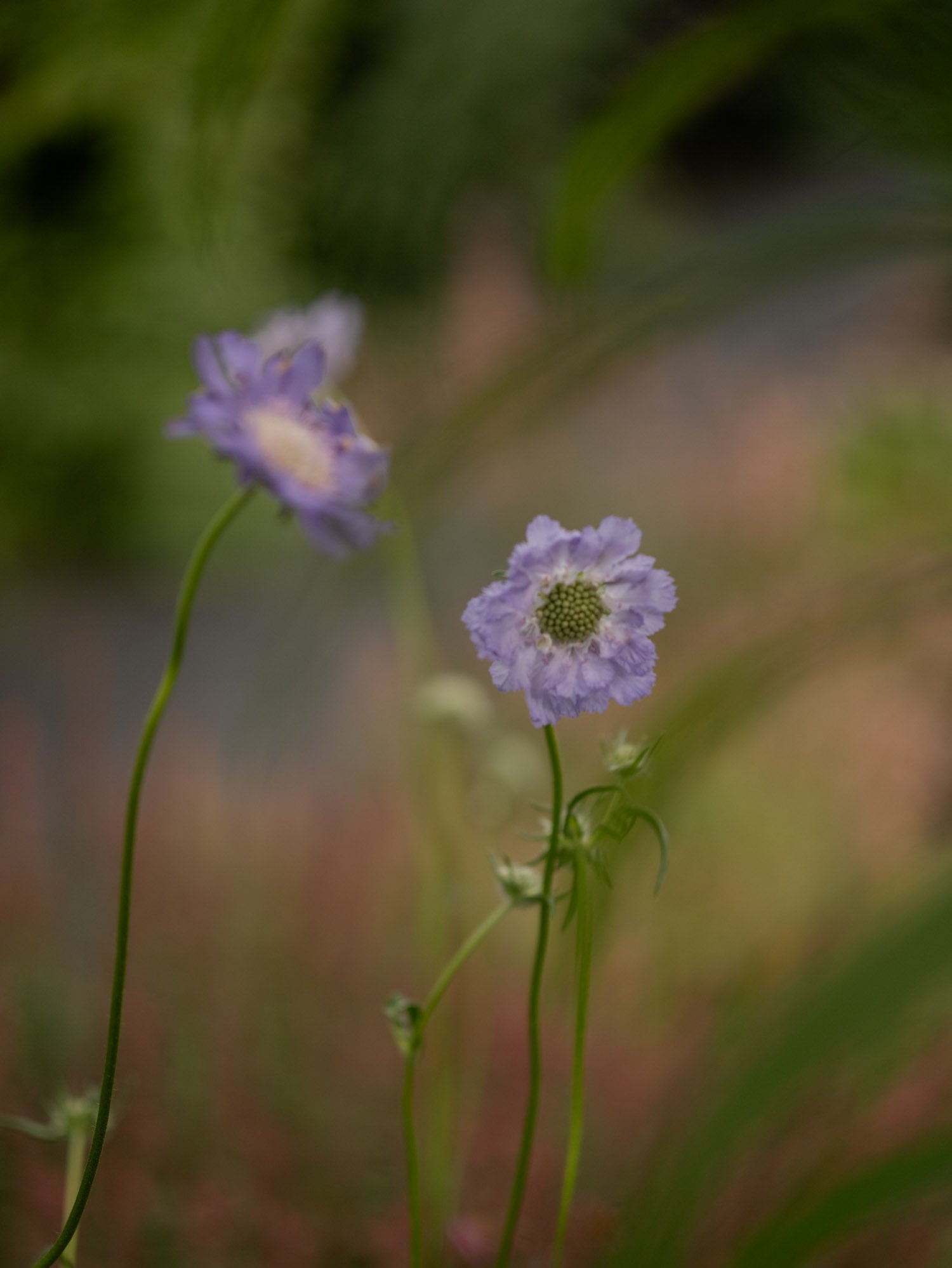 SCABIOSA - Perfecta Blue - PLANTS