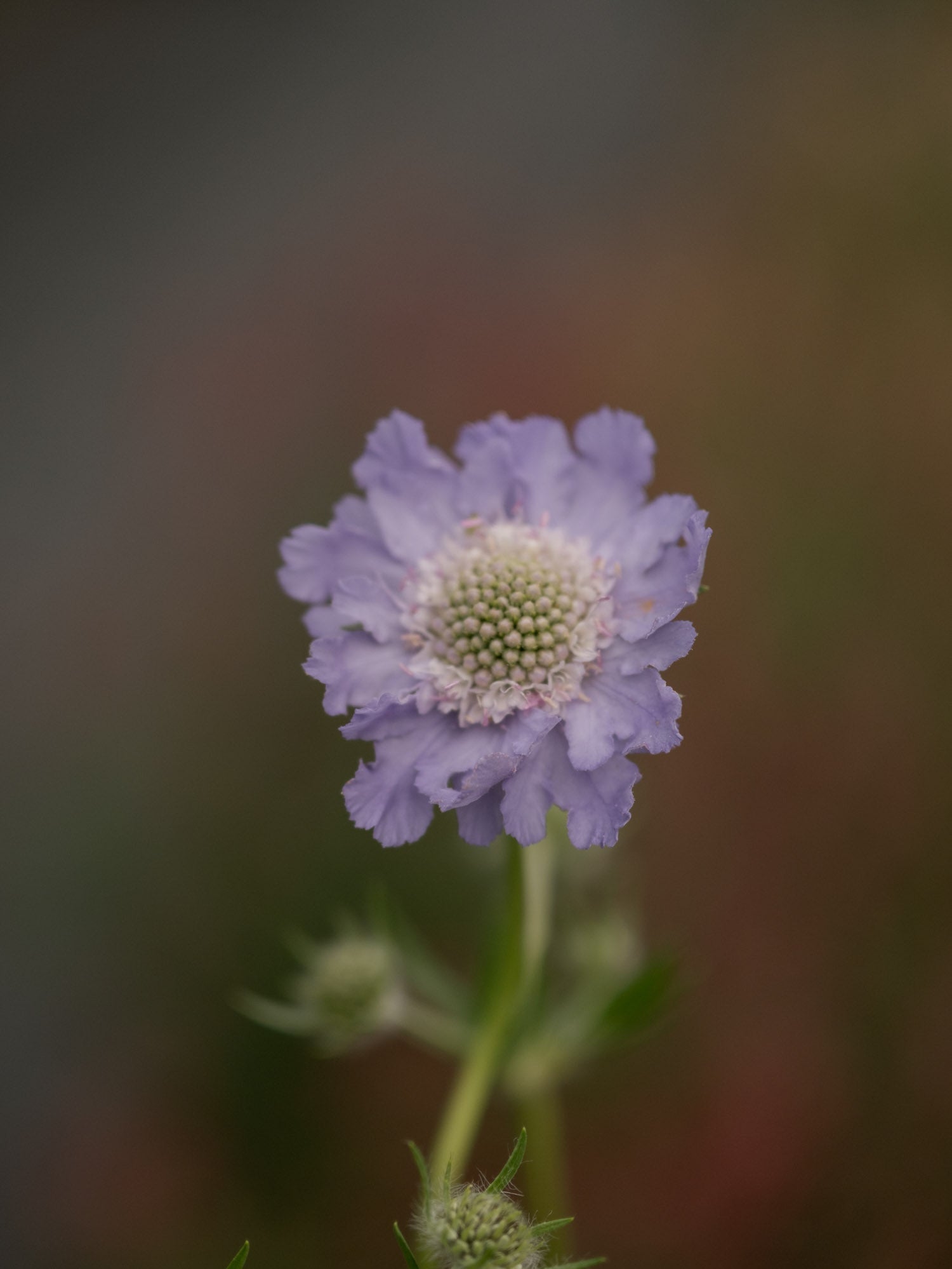 SCABIOSA - Perfecta Blue - PLANTS
