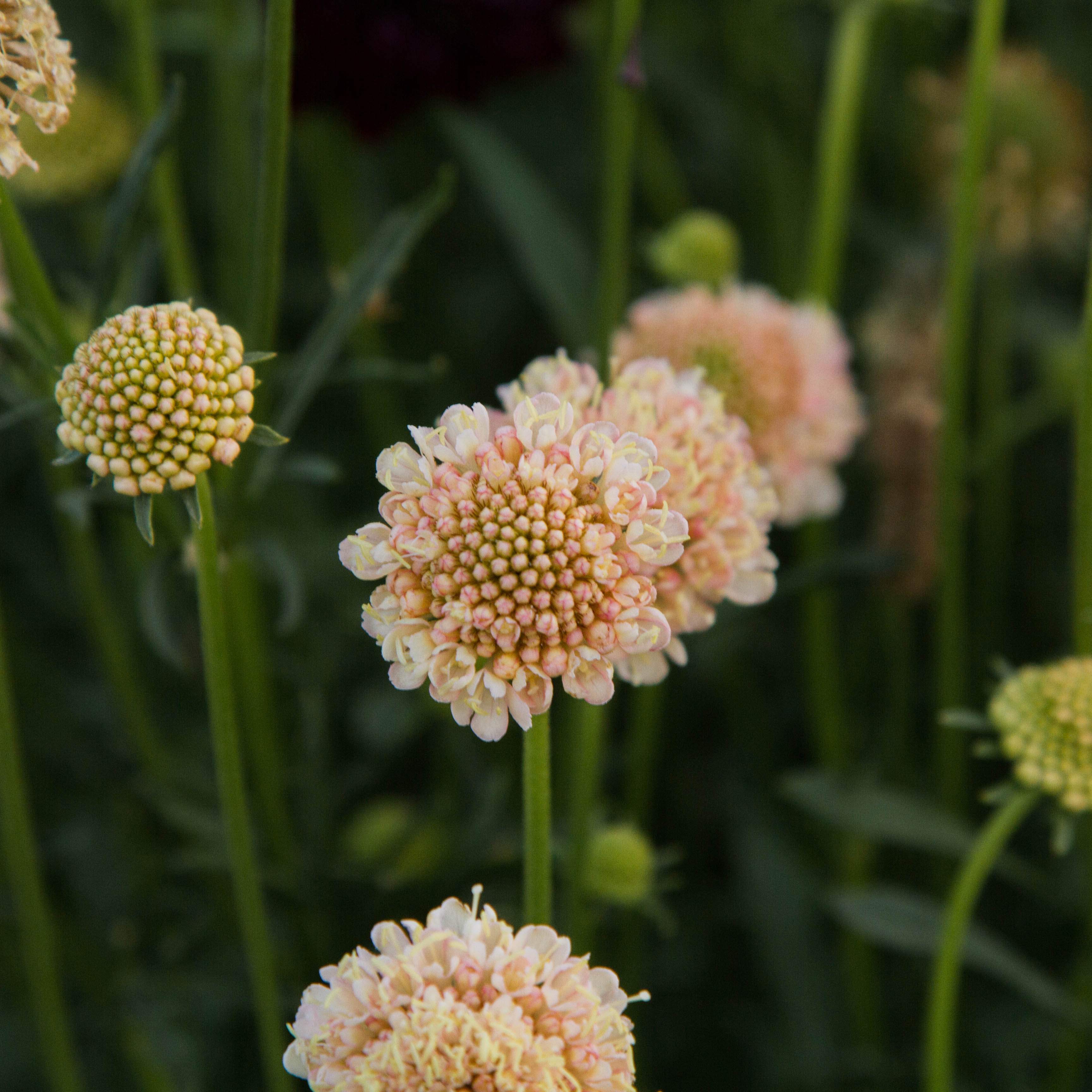 SCABIOSA - Fata Morgana - PLANTS