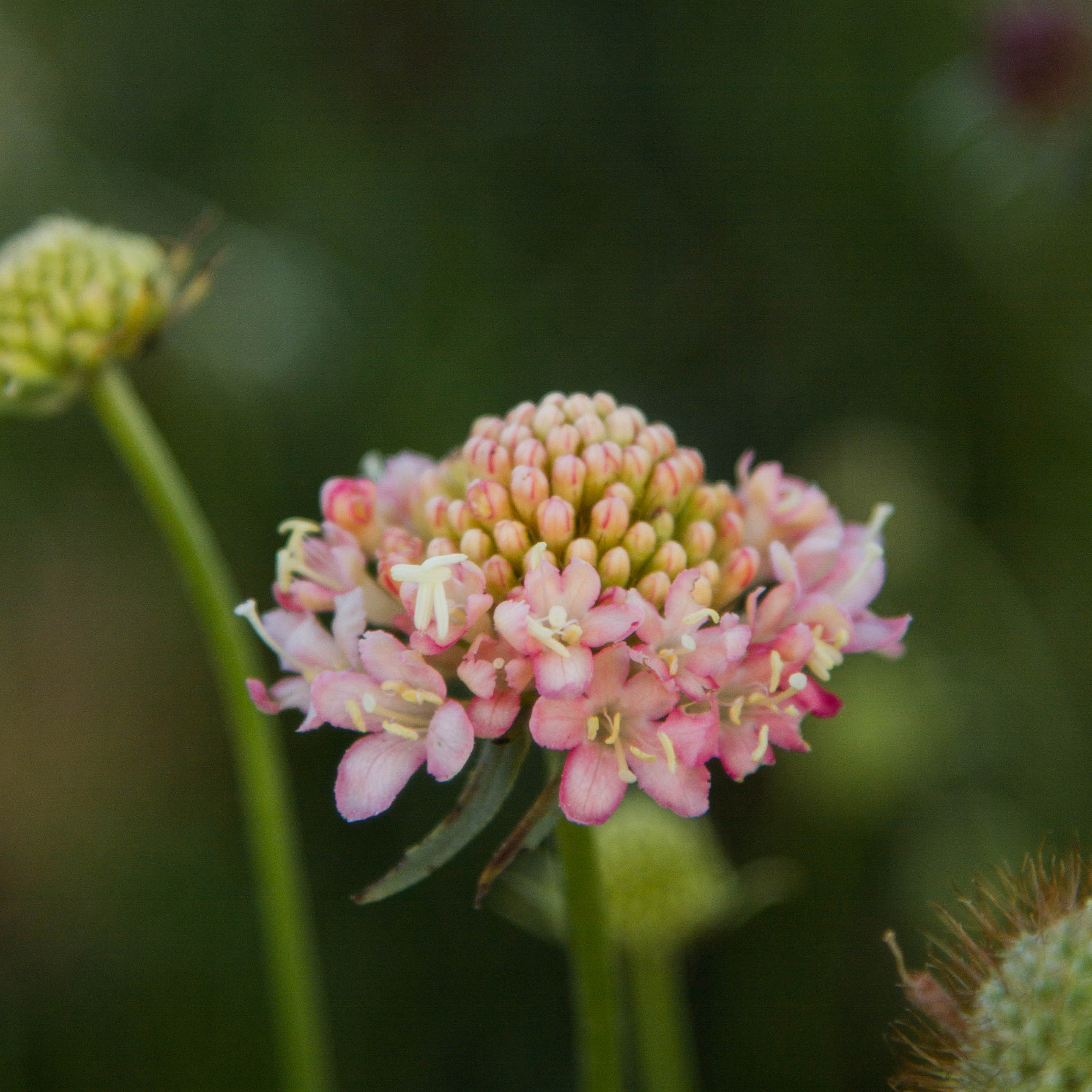 SCABIOSA - Fata Morgana - PLANTS