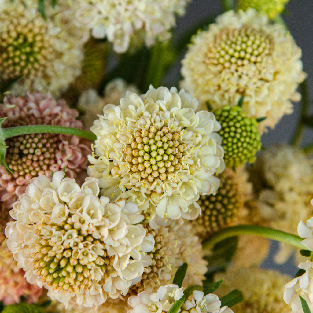 SCABIOSA - Fata Morgana - PLANTS