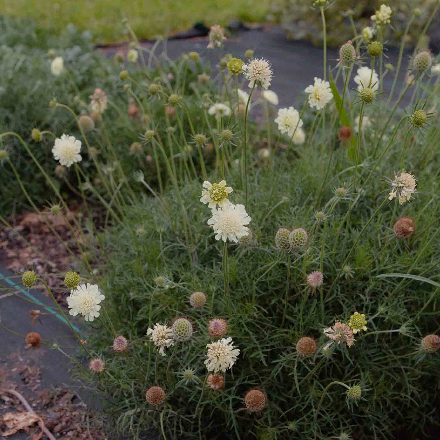 SCABIOSA ochroleuca - Moon Dance - PLANTS