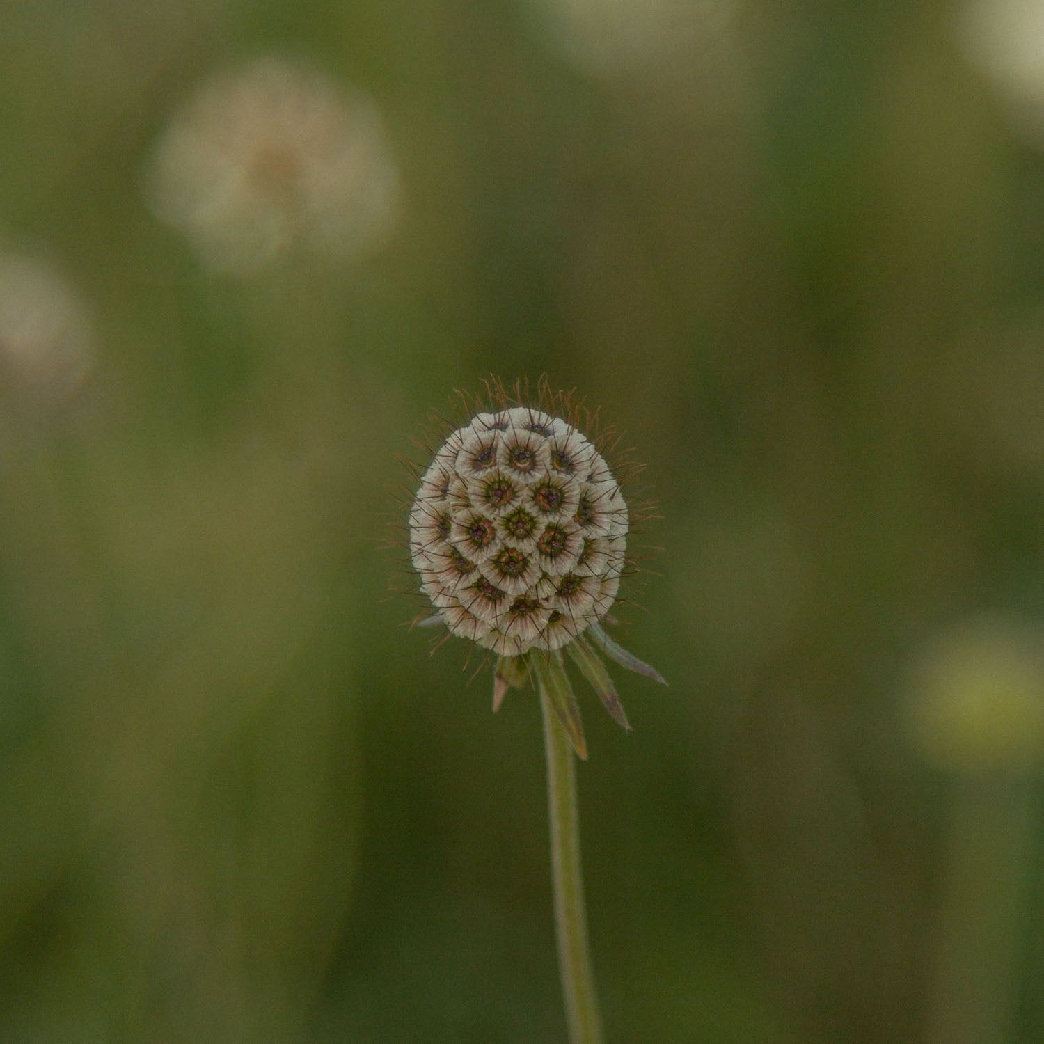 SCABIOSA ochroleuca - Moon Dance - PLANTS