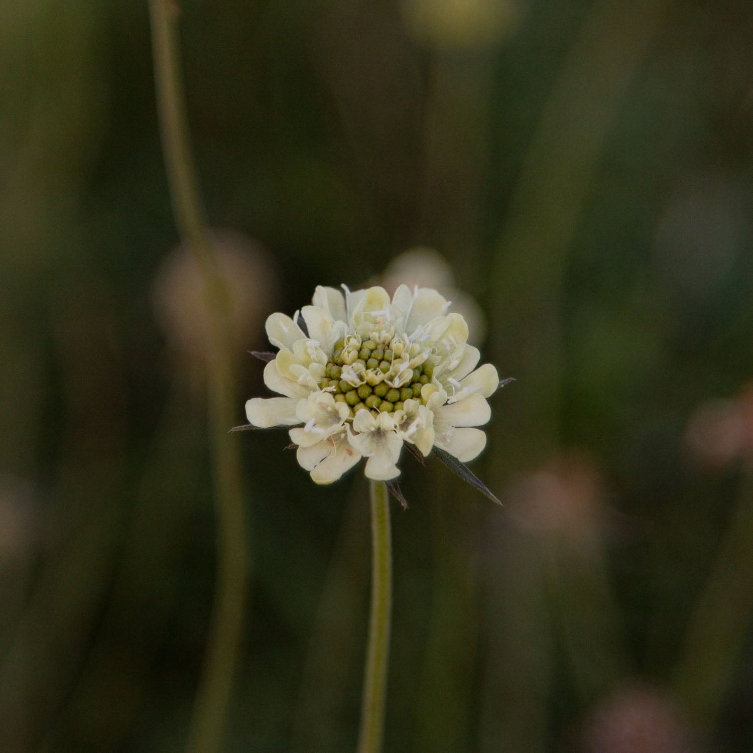 SCABIOSA ochroleuca - Moon Dance - PLANTS