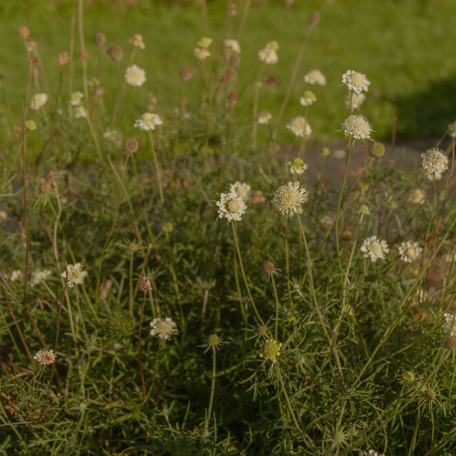 SCABIOSA ochroleuca - Moon Dance - PLANTS